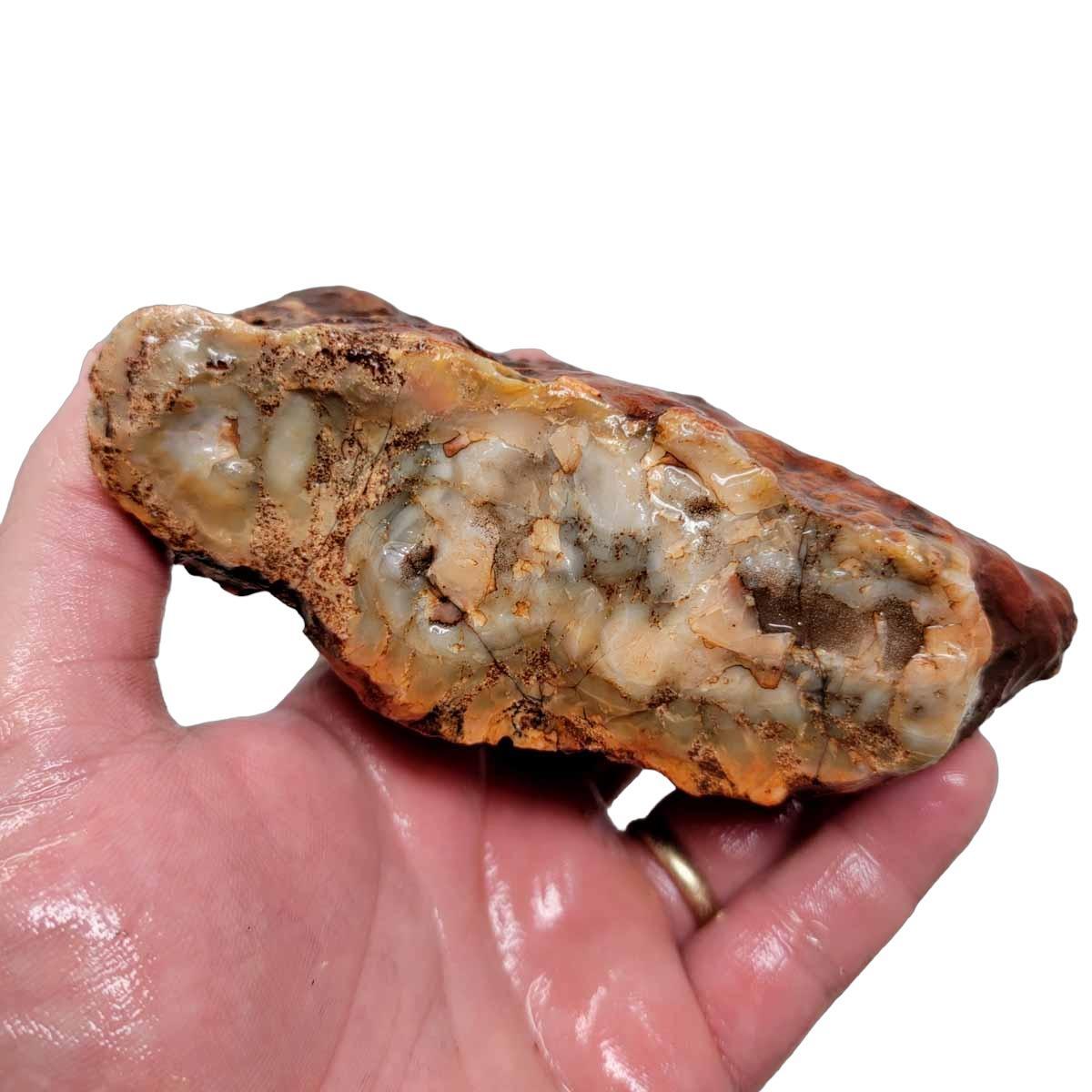 Coprolite Fossil Dino Poo Rough Chunk Dinosaur Specimen #R285-Photo1