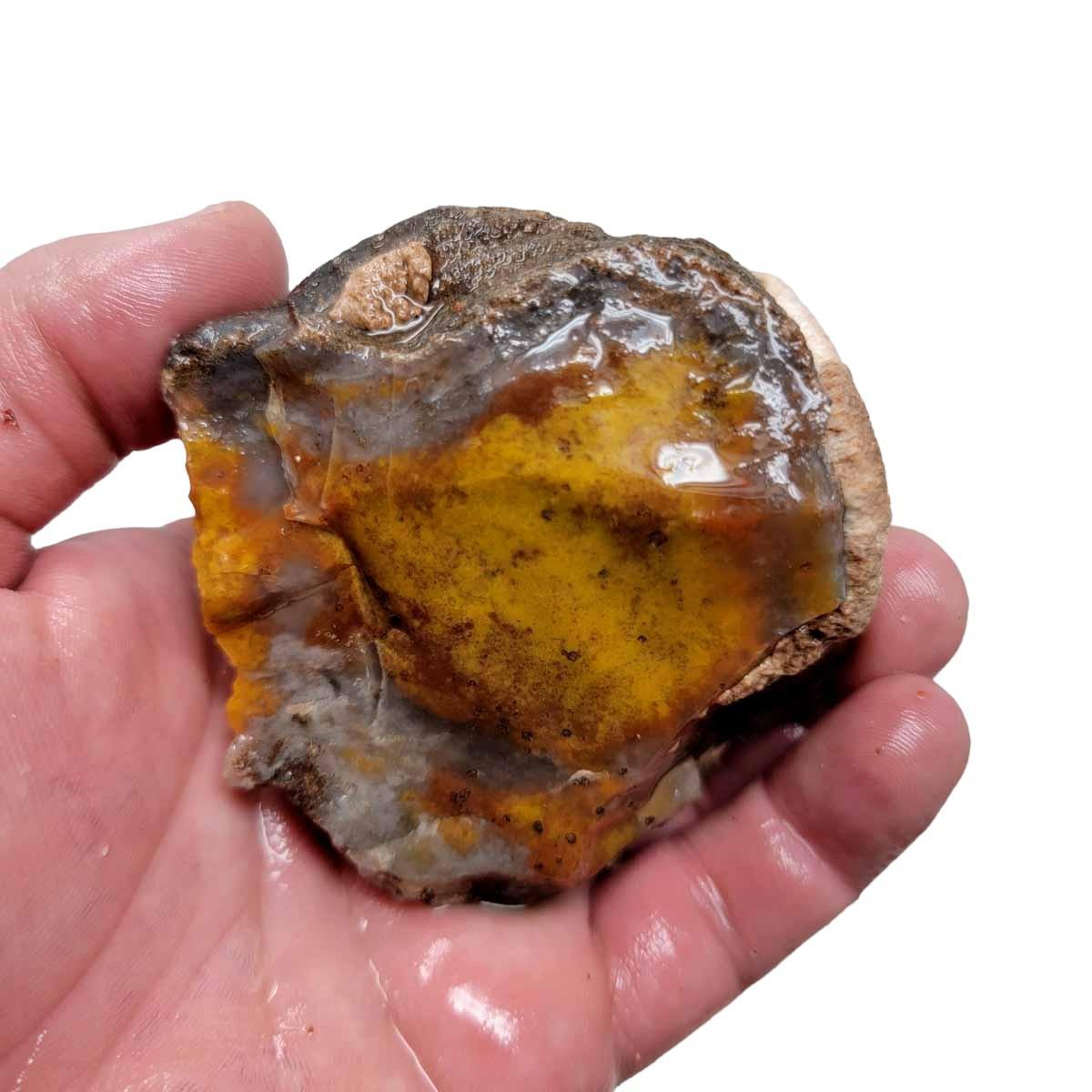 Coprolite Fossil Dino Poo Rough Chunk - Dinosaur Specimen! #R286-Photo1