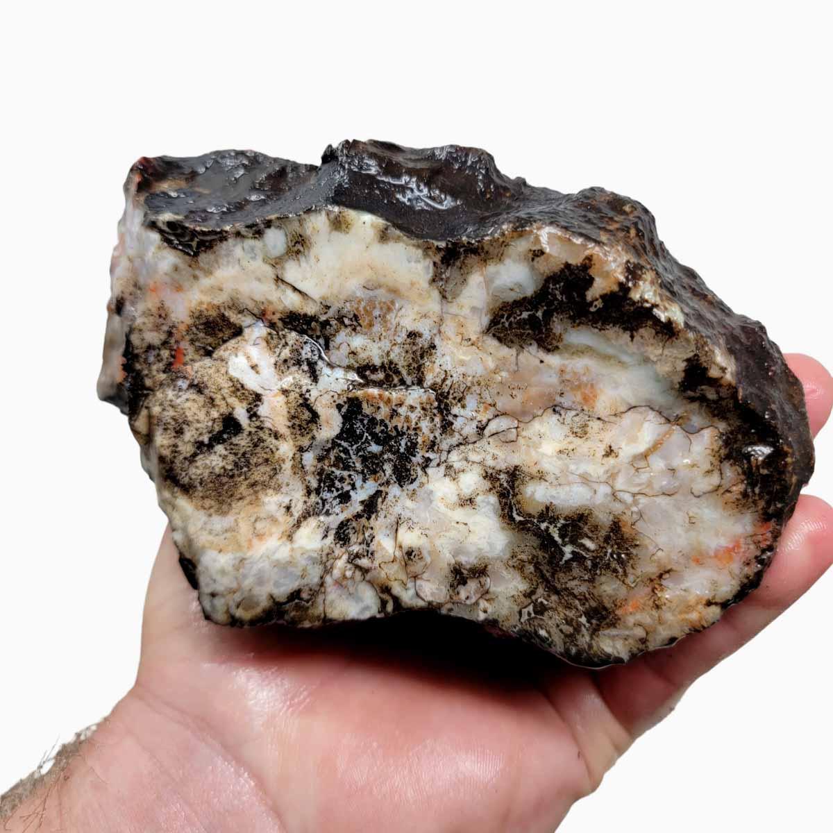 Coprolite Fossil Dino Poo Rough Chunk - Dinosaur Poop Stone! #R273-Photo1