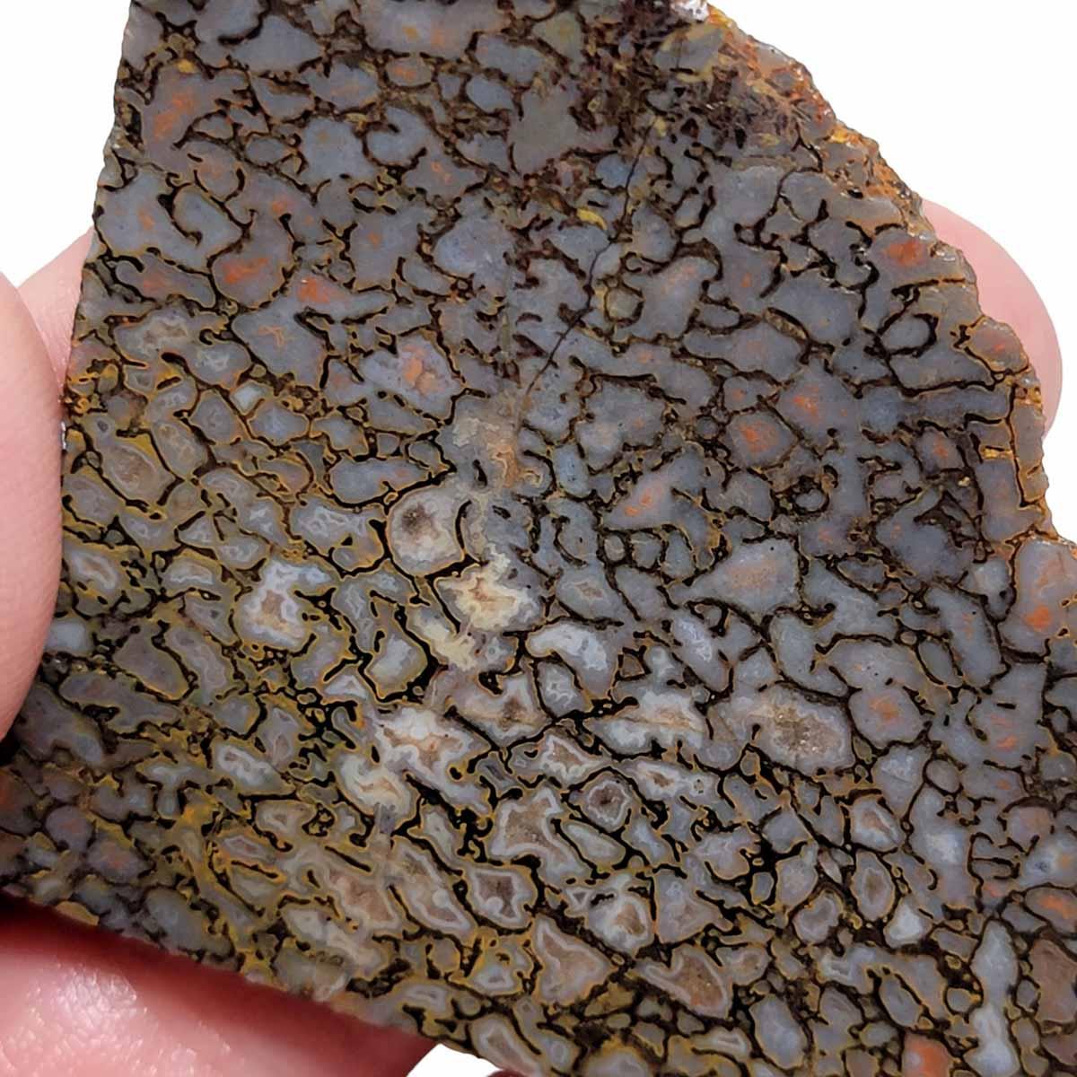 Gem Dinosaur Bone Slab – Authentic Fossil Silica Replaced Lapidary! #2760-Photo1