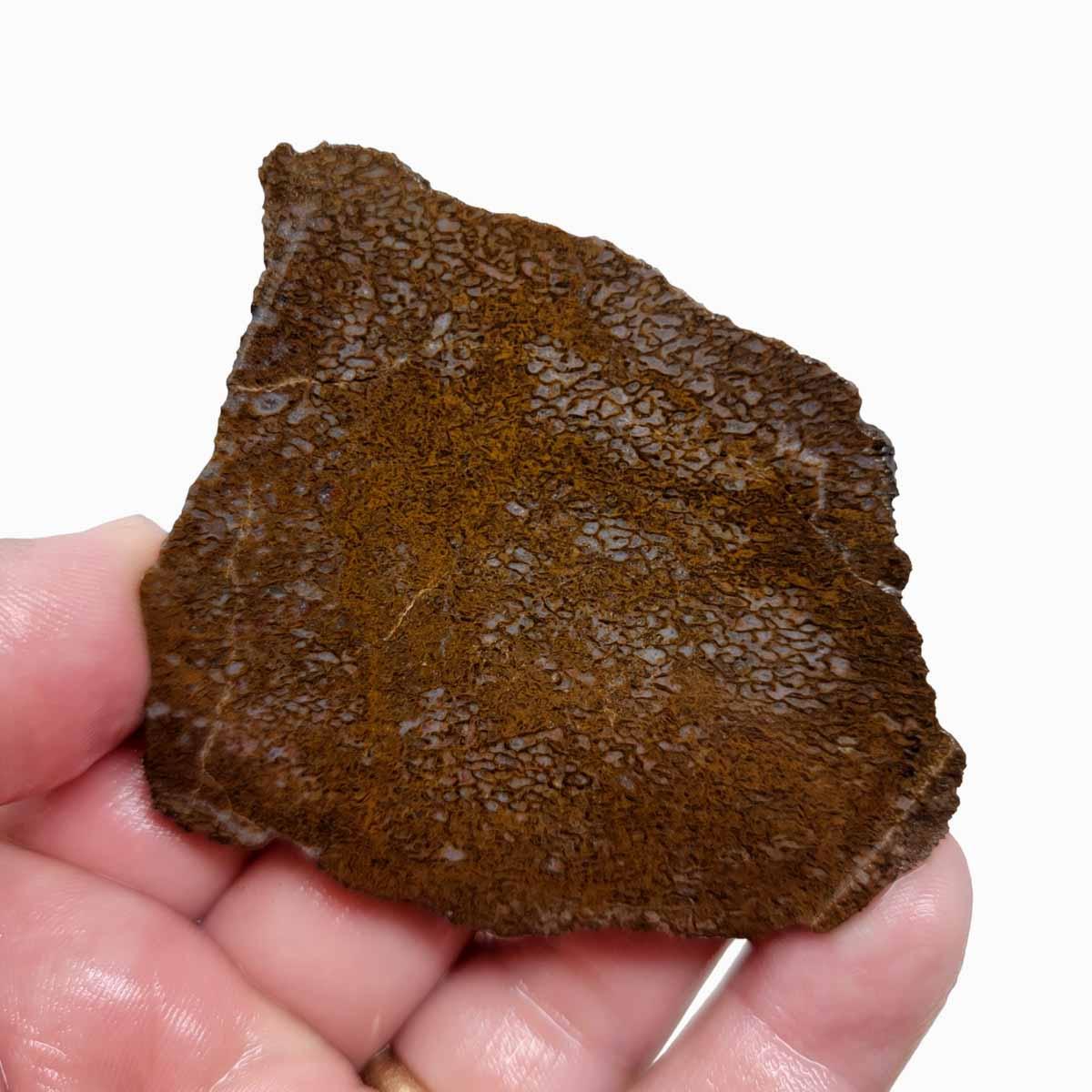 Gem Dinosaur Bone Slab - Authentic Fossil Silica Replaced Bone! #2727-Photo1