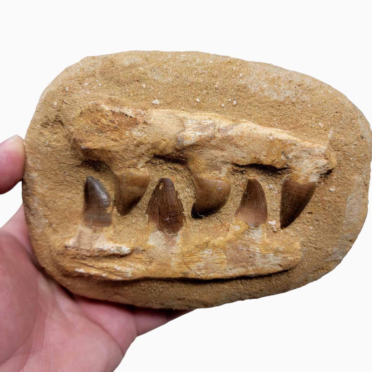 Fossil Mosasaur Jaw Display Specimen - Authentic Teeth Morocco! #R209-Photo1