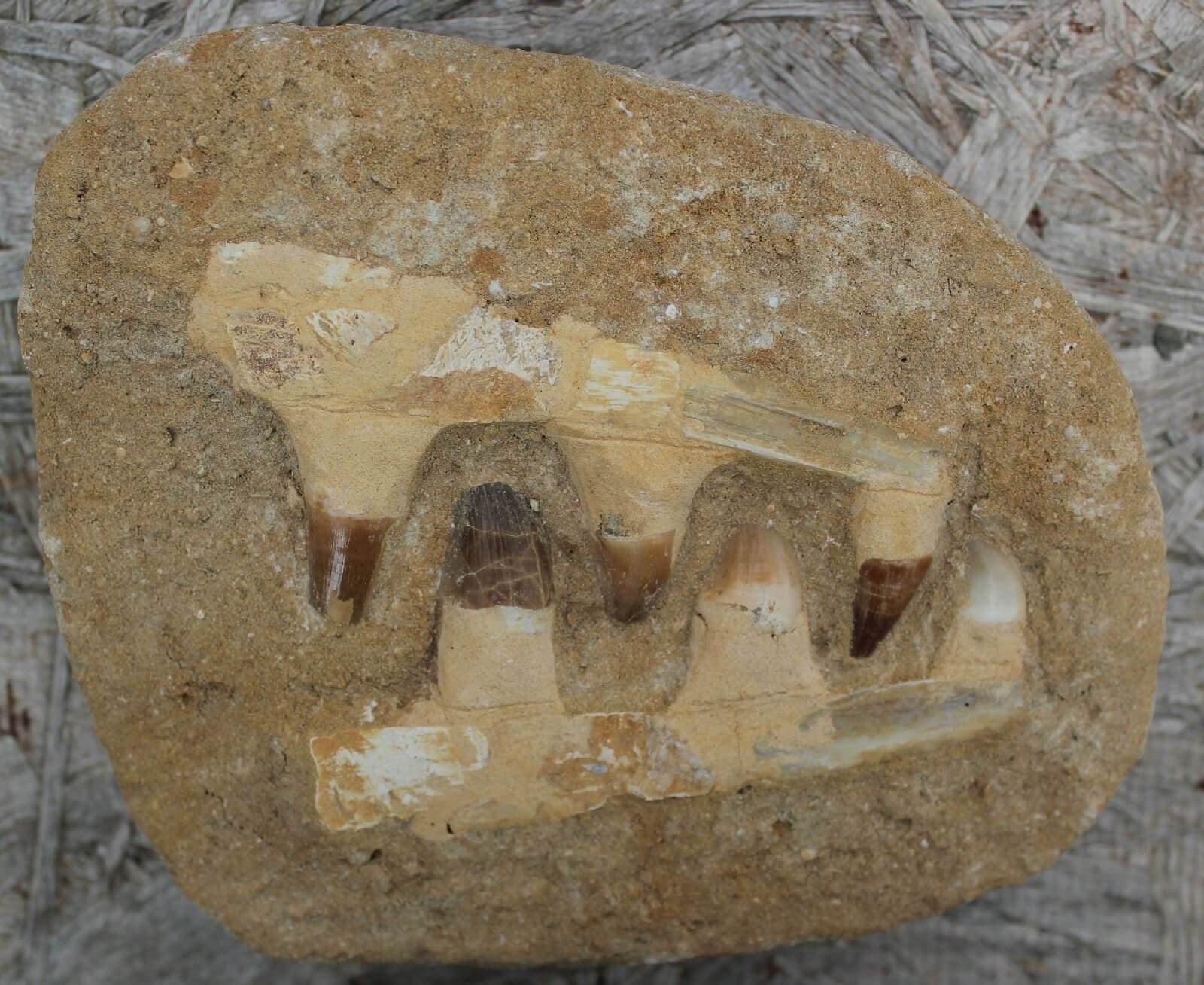 Authentic Mosasaur Jaw Fossil from Morocco with Real Teeth! #7Qb_Onzb=i-Photo#1