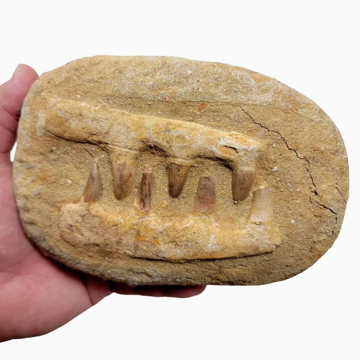 Fossil Mosasaur Jaw Display Specimen - Authentic Teeth Morocco! #R211-Photo1