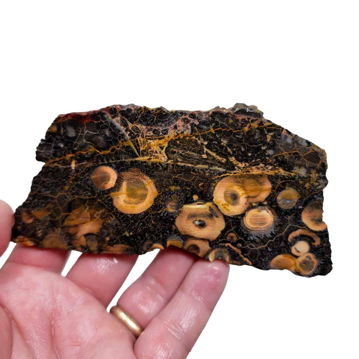 Galaxy Galactica Rhyolite Slab! Lapidary Stone Slab! - Lapidary Central