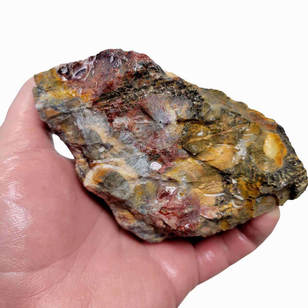 Galaxy Galactica Orbicular Rhyolite Jasper Rough Chunk!