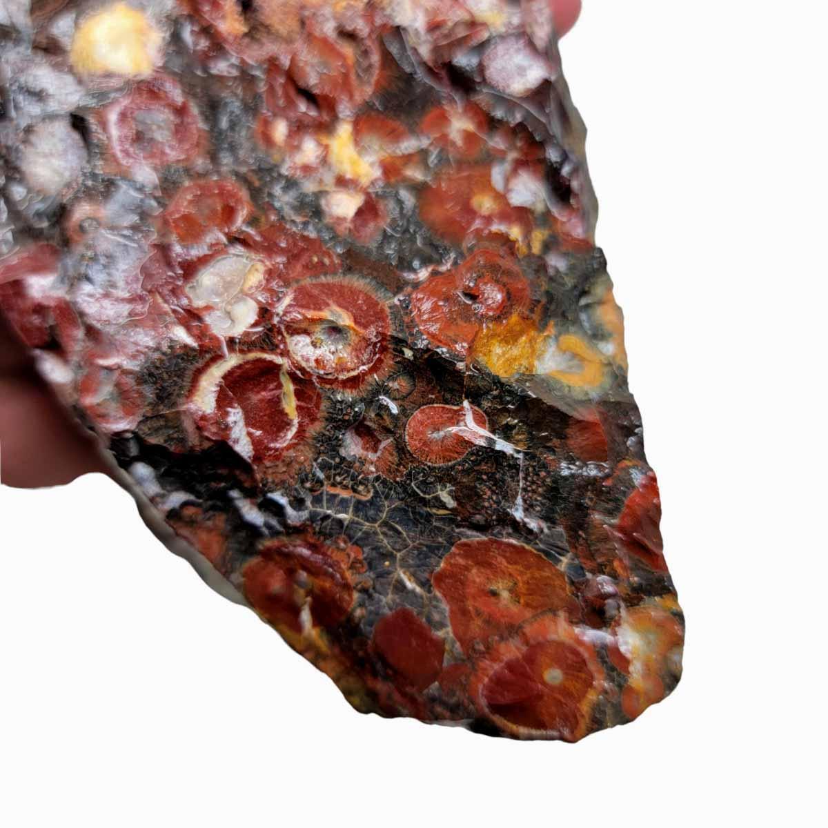 Galaxy Galactica Orbicular Rhyolite Jasper Rough Chunk! - LapidaryCentral