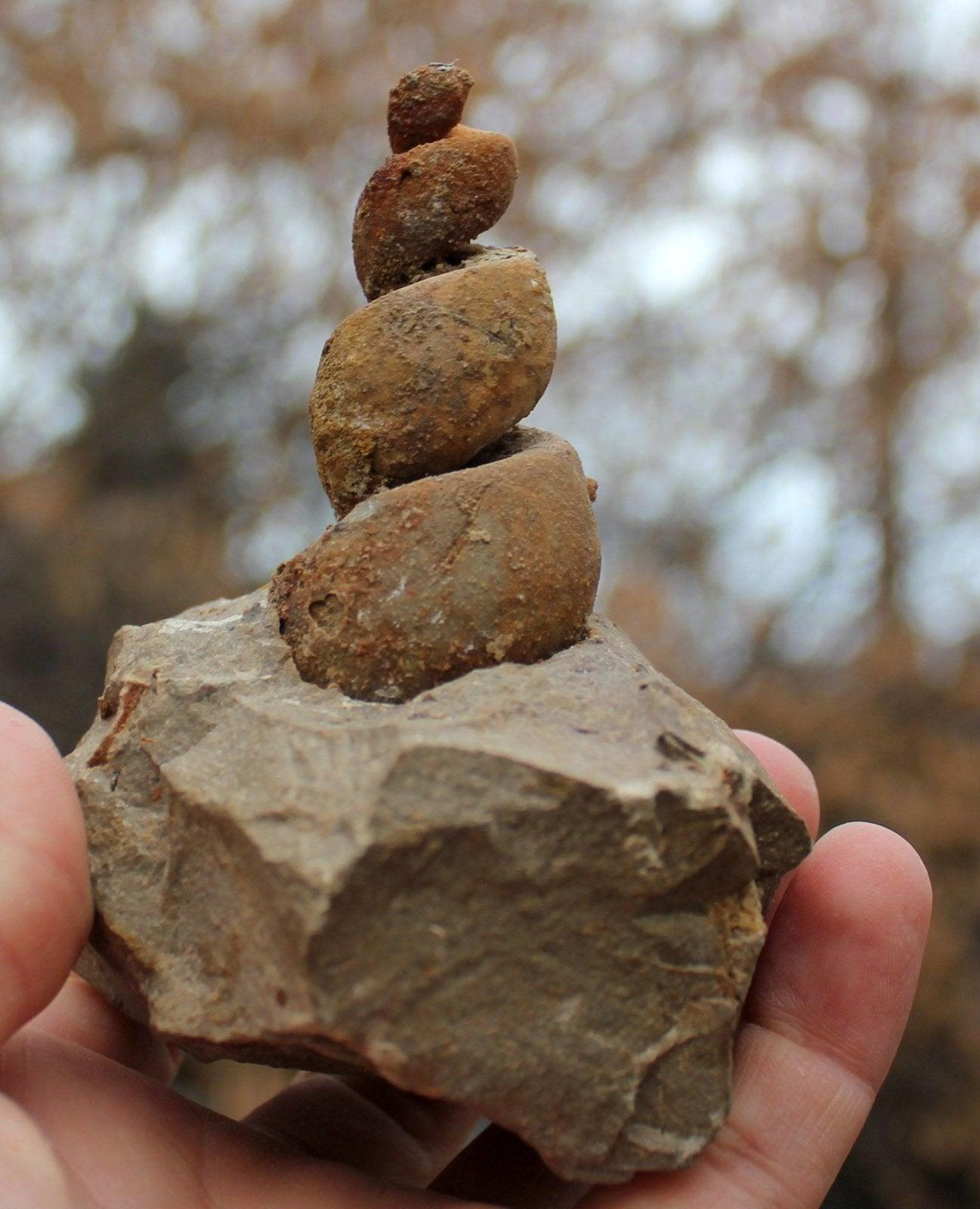 Premium Turritella Gastropods Fossil from Morocco! - LapidaryCentral