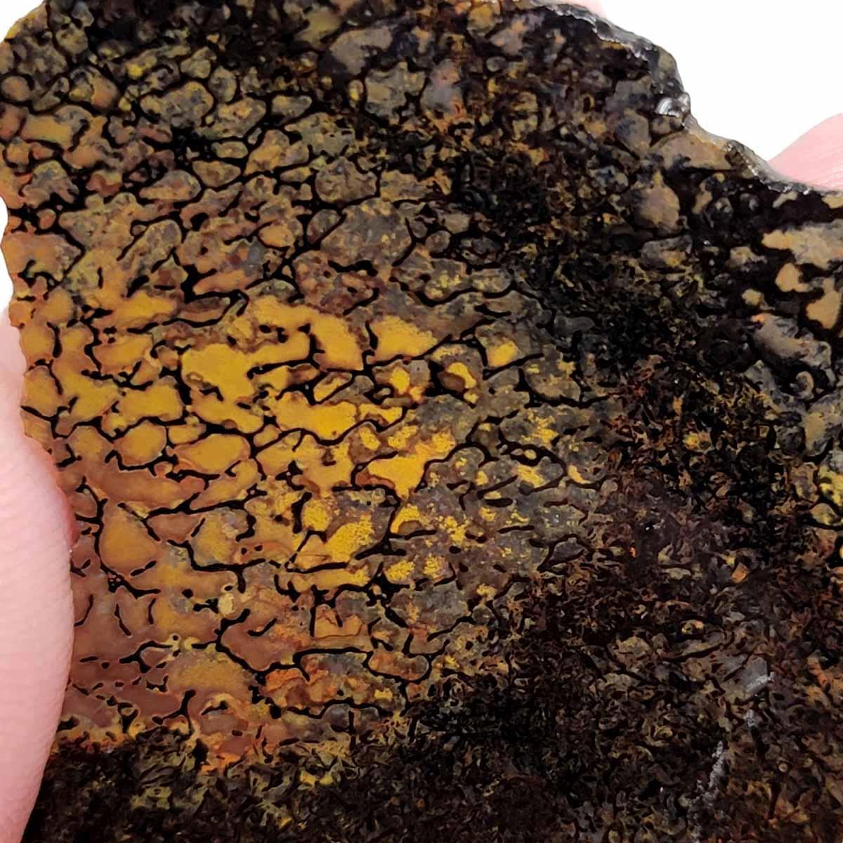 Gem Dinosaur Bone Slab – Silicated Fossil Authentic Lapidary Stone! #2621-Photo1