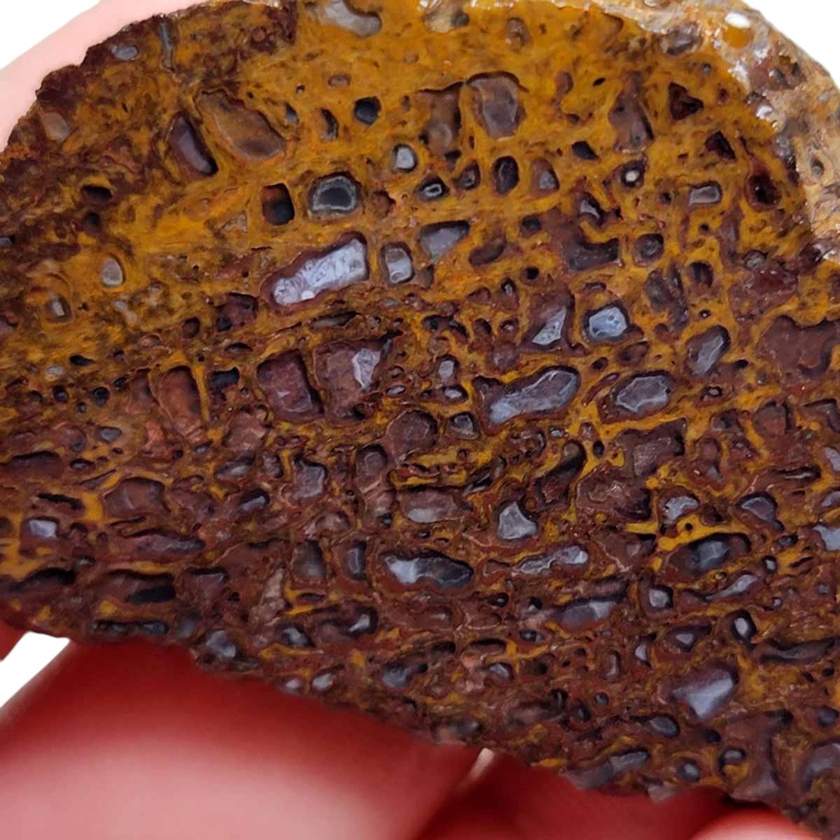 Authentic Fossil Gem Dinosaur Bone Slab – Silica Replaced! #2937-Photo1