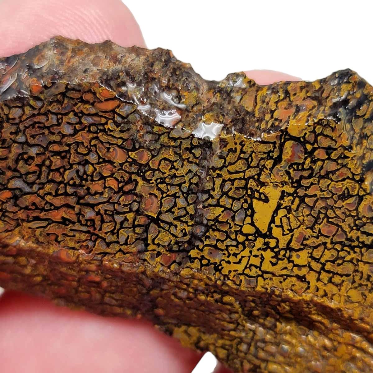 Fossil Gem Dinosaur Bone Slab - Silicated Authentic Dino Bone! #2931-1