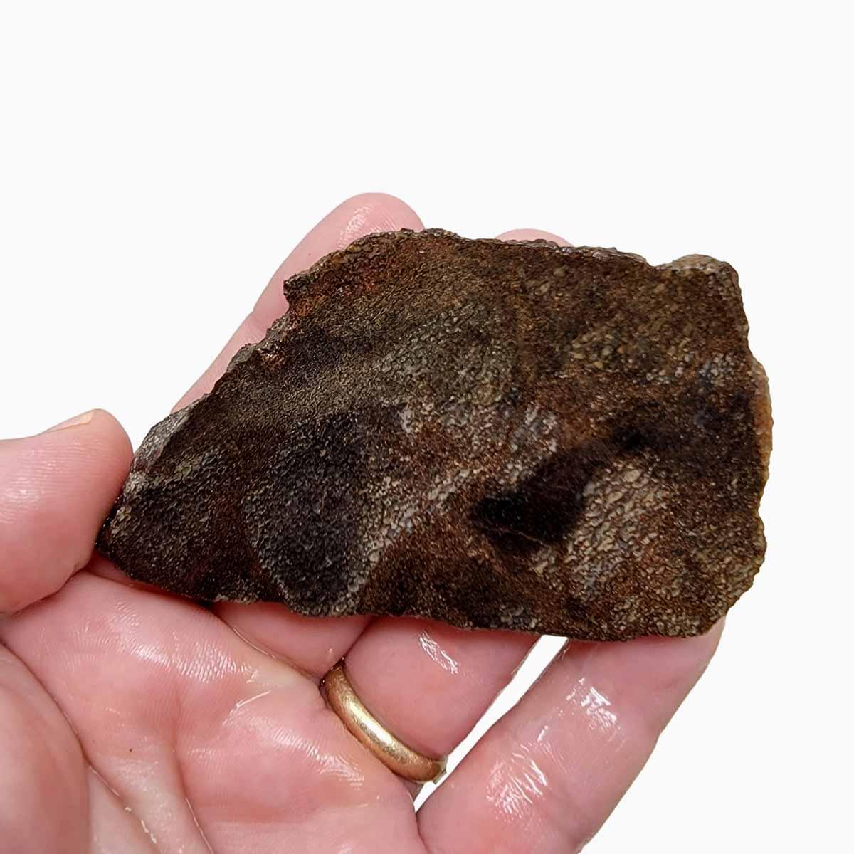 Fossil Gem Dinosaur Bone Slab – Authentic Silicated Bone Structure! #3024-Photo1