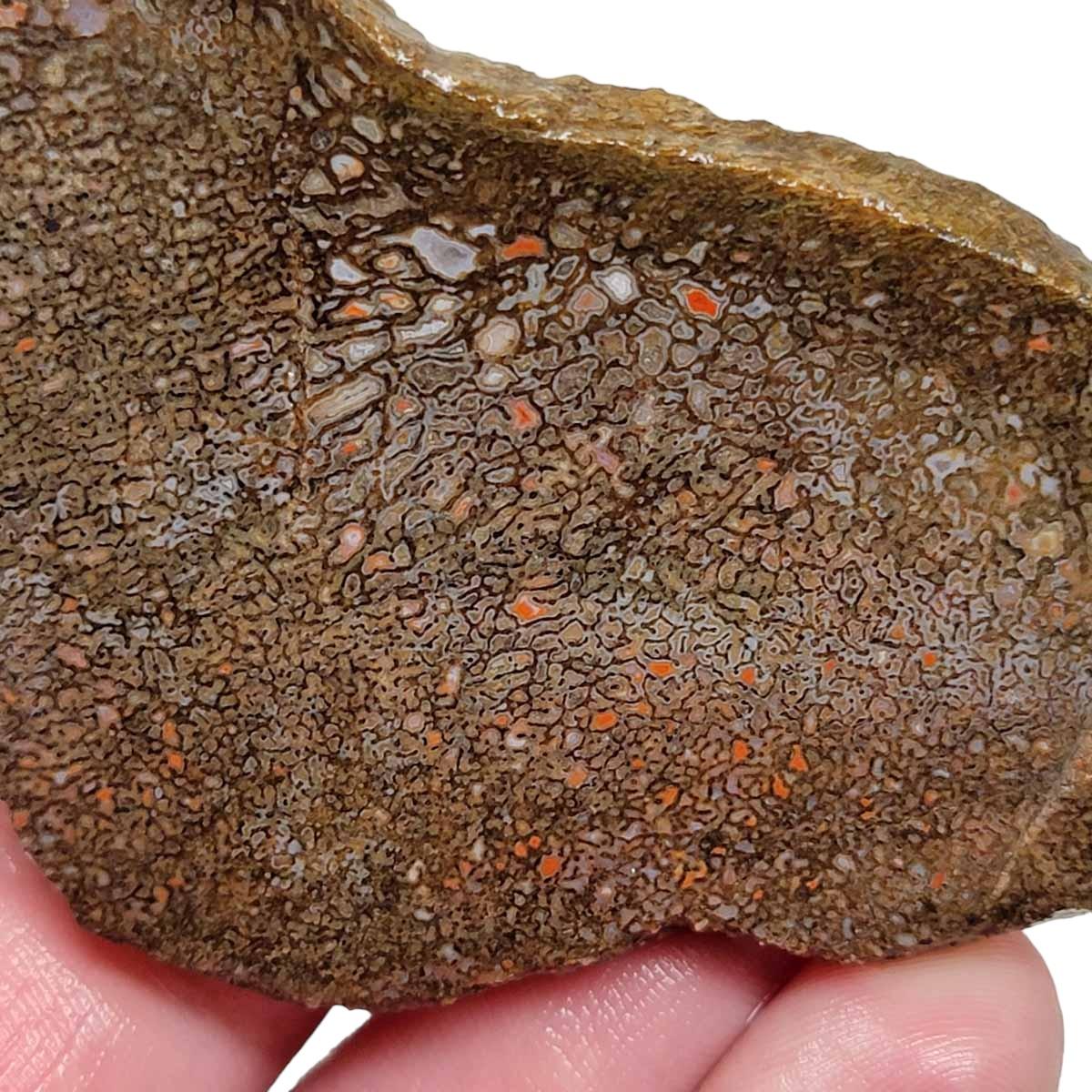 # ALT Text for Fossil Gem Dinosaur Bone Slab