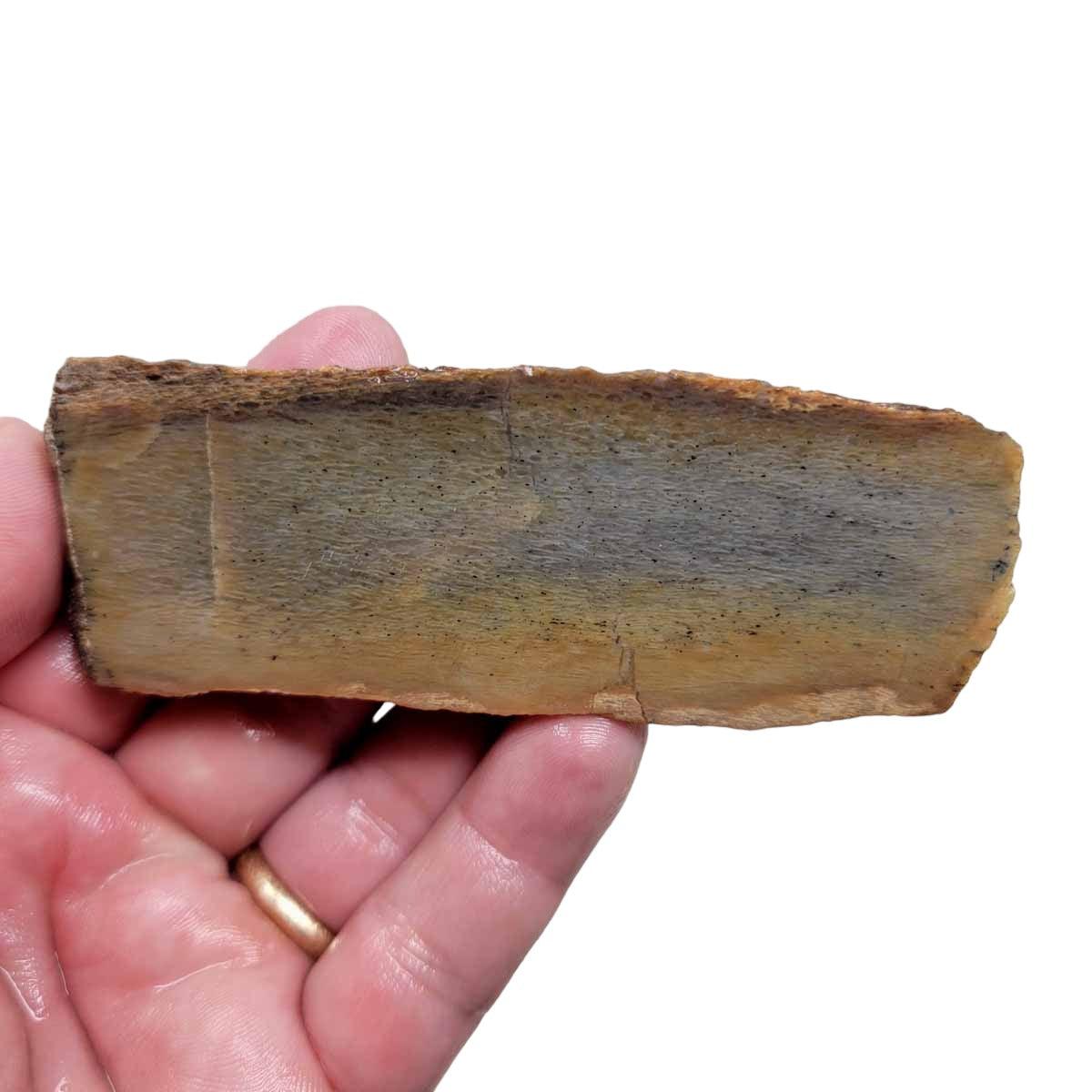 Fossil Gem Dinosaur Bone Slab - Authentic Silicated Bone Structure! #2927-Photo1