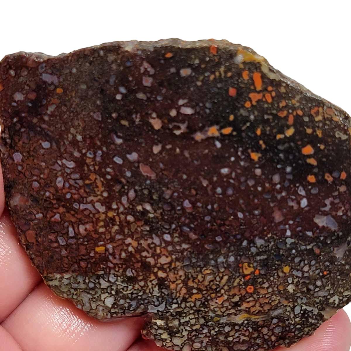 Fossil Gem Dinosaur Bone Slab – Authentic Silicated Bone Structure! #2921-1