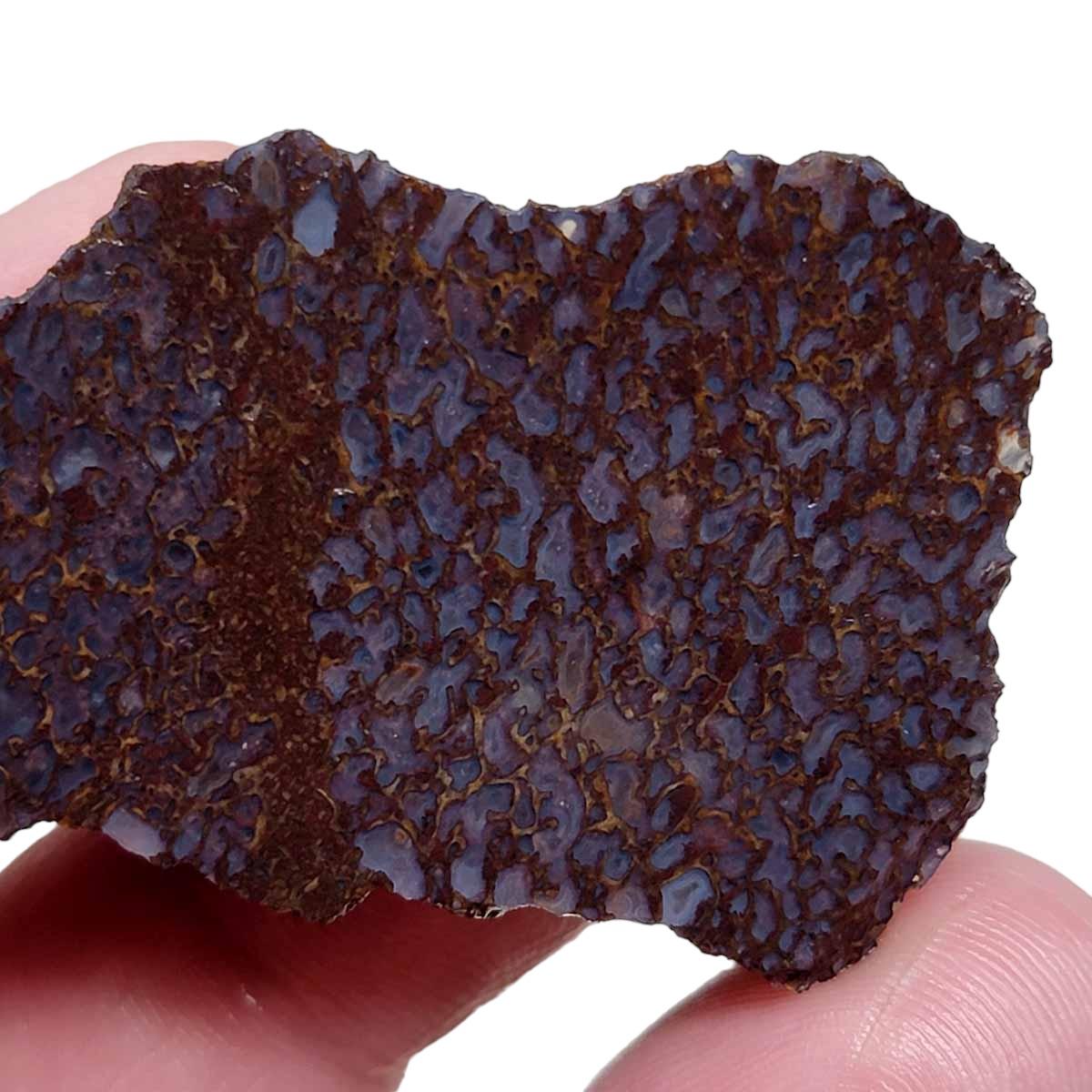 Fossil Gem Dinosaur Bone Slab - Authentic Silicated Bone Structure! #2941-1