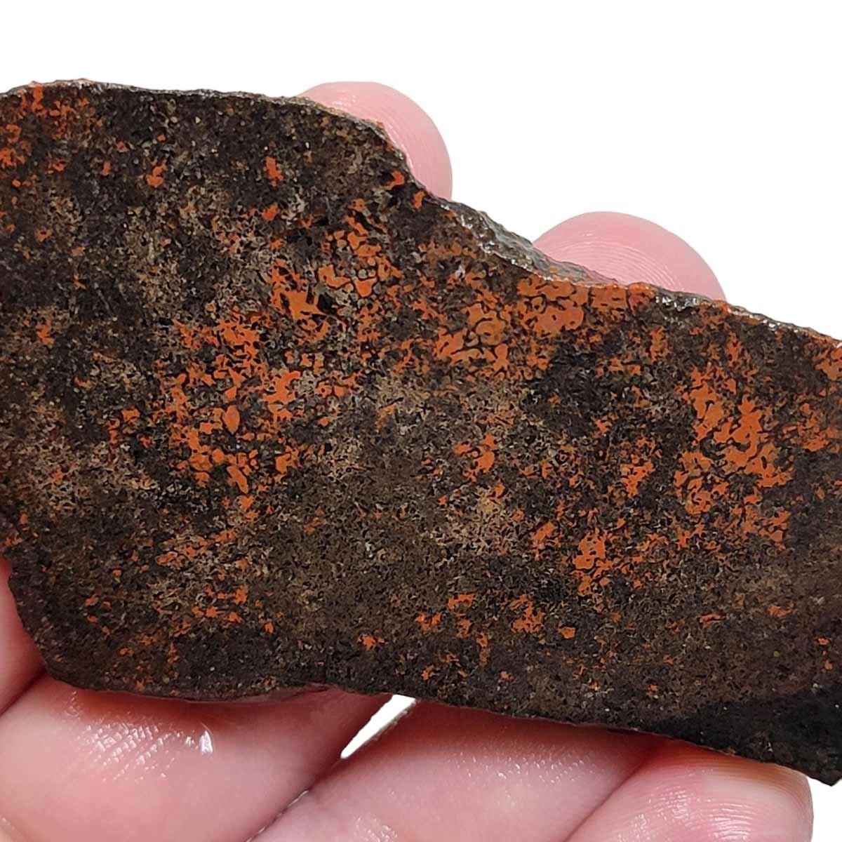 Fossil Gem Dinosaur Bone Slab – Authentic Silicated Bone Structure! #2935-Photo1