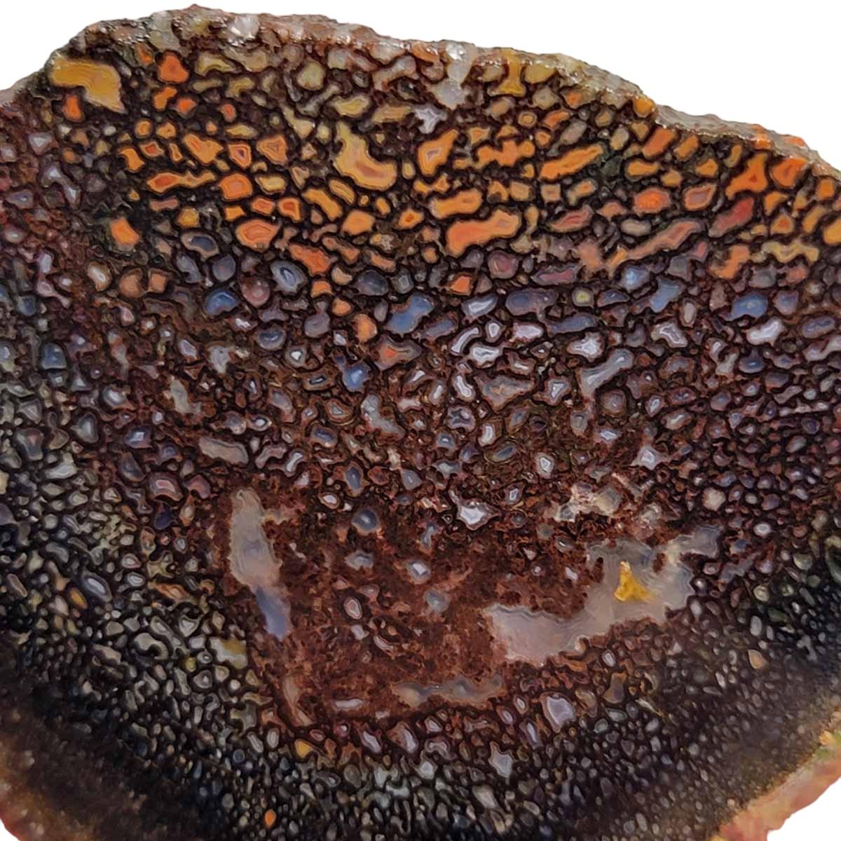 Fossil Gem Dinosaur Bone Slab - Authentic Silicated Bone Structure! #2923-Photo1