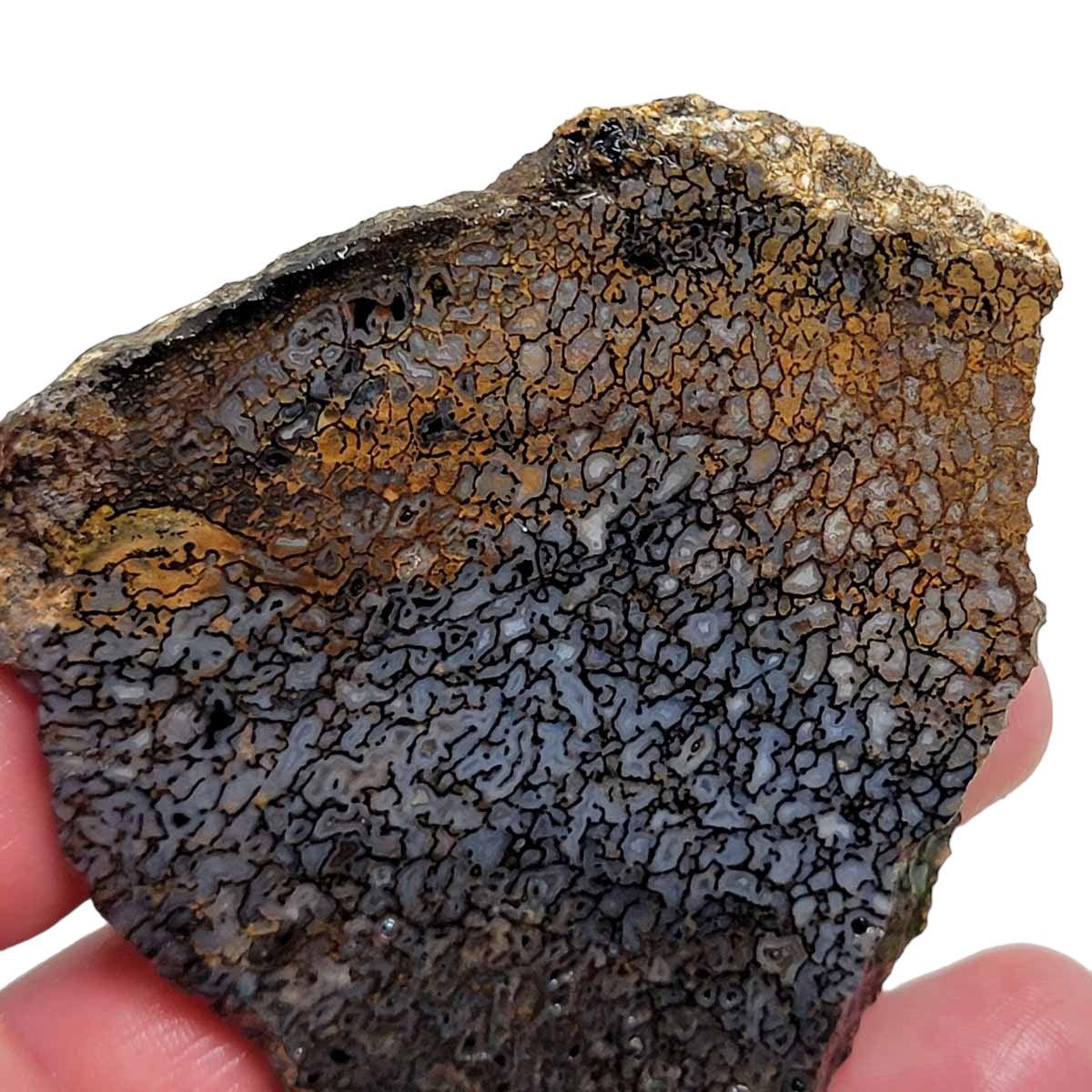 Fossil Gem Dinosaur Bone Slab – Authentic Silicated Bone Cell Structure! #2915-1
