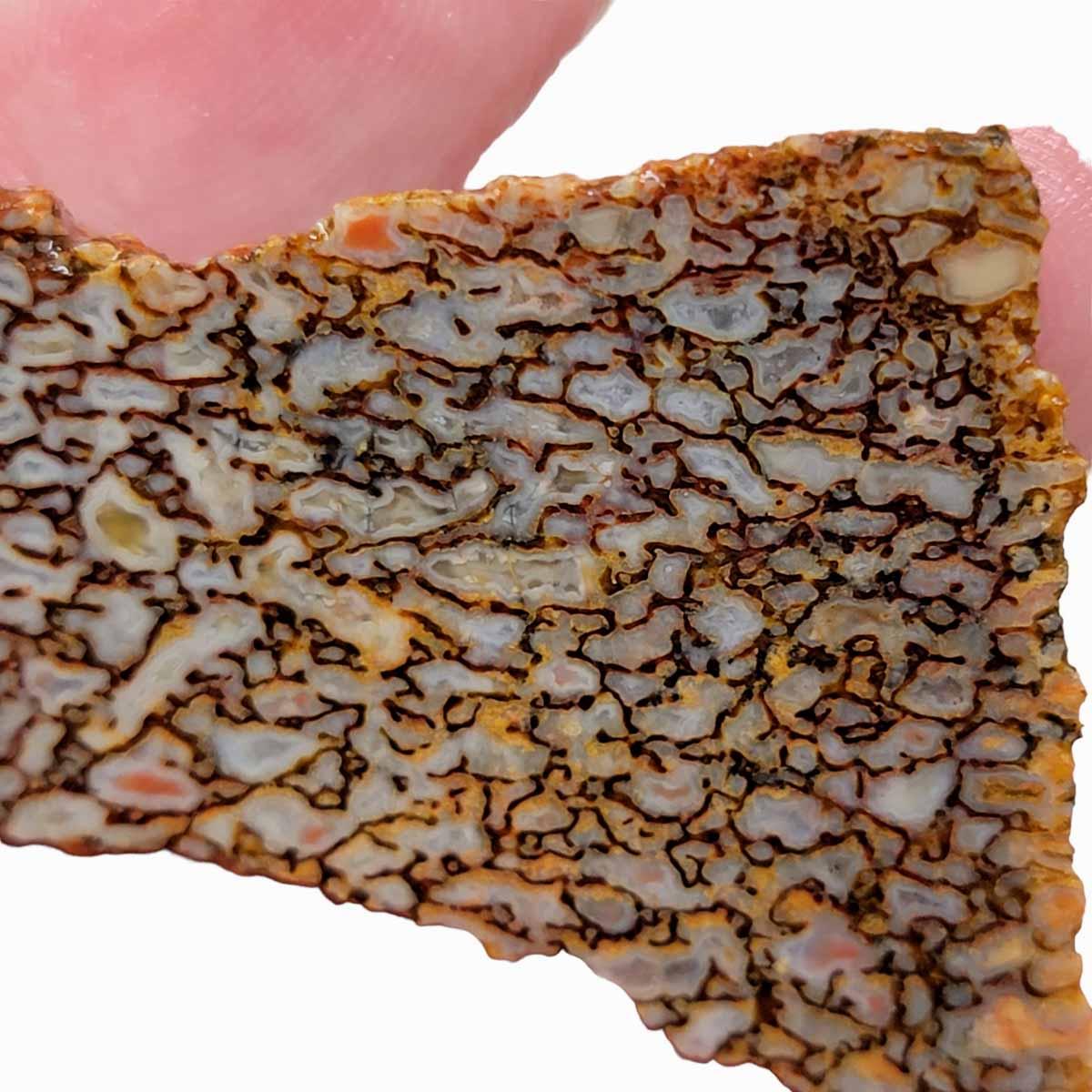 Fossil Gem Dinosaur Bone Slab – Silicated Authentic Dino Bone! #2969-Photo1