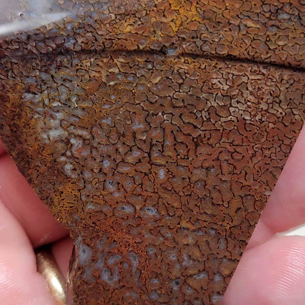 Fossil Gem Dinosaur Bone Slab – Silicated Authentic Bone Structure! #2939-1