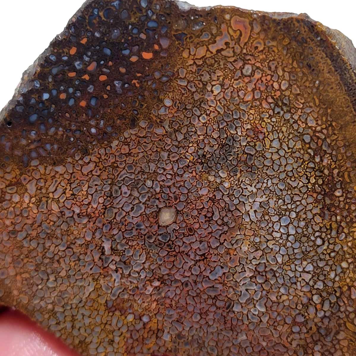 Fossil Gem Dinosaur Bone Slab – Authentic Silicated Bone Structure! #2911-1