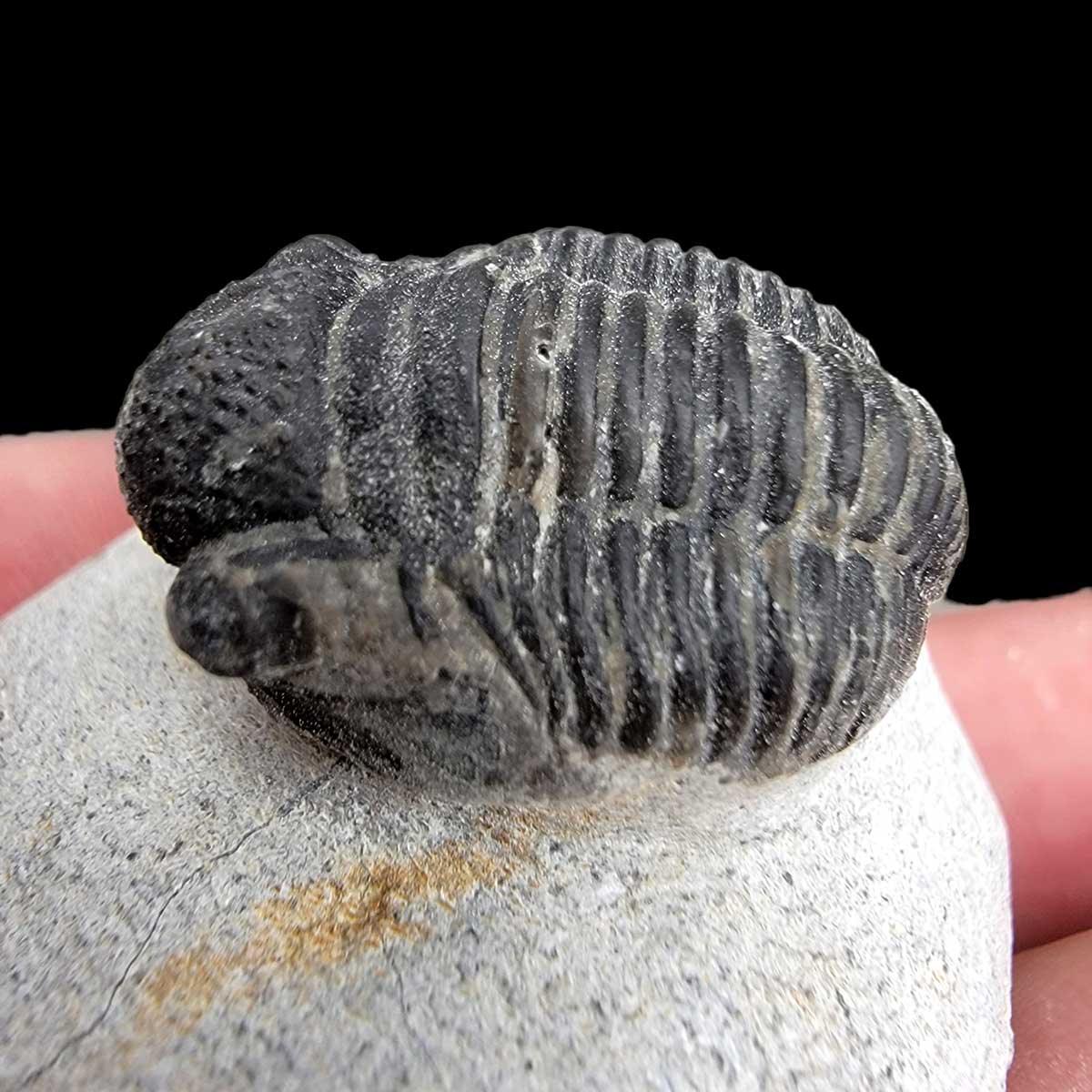 Authentic Gerastos Trilobite Fossil - 410 Million Years Old Morocco #Trilobite-2-Photo#1