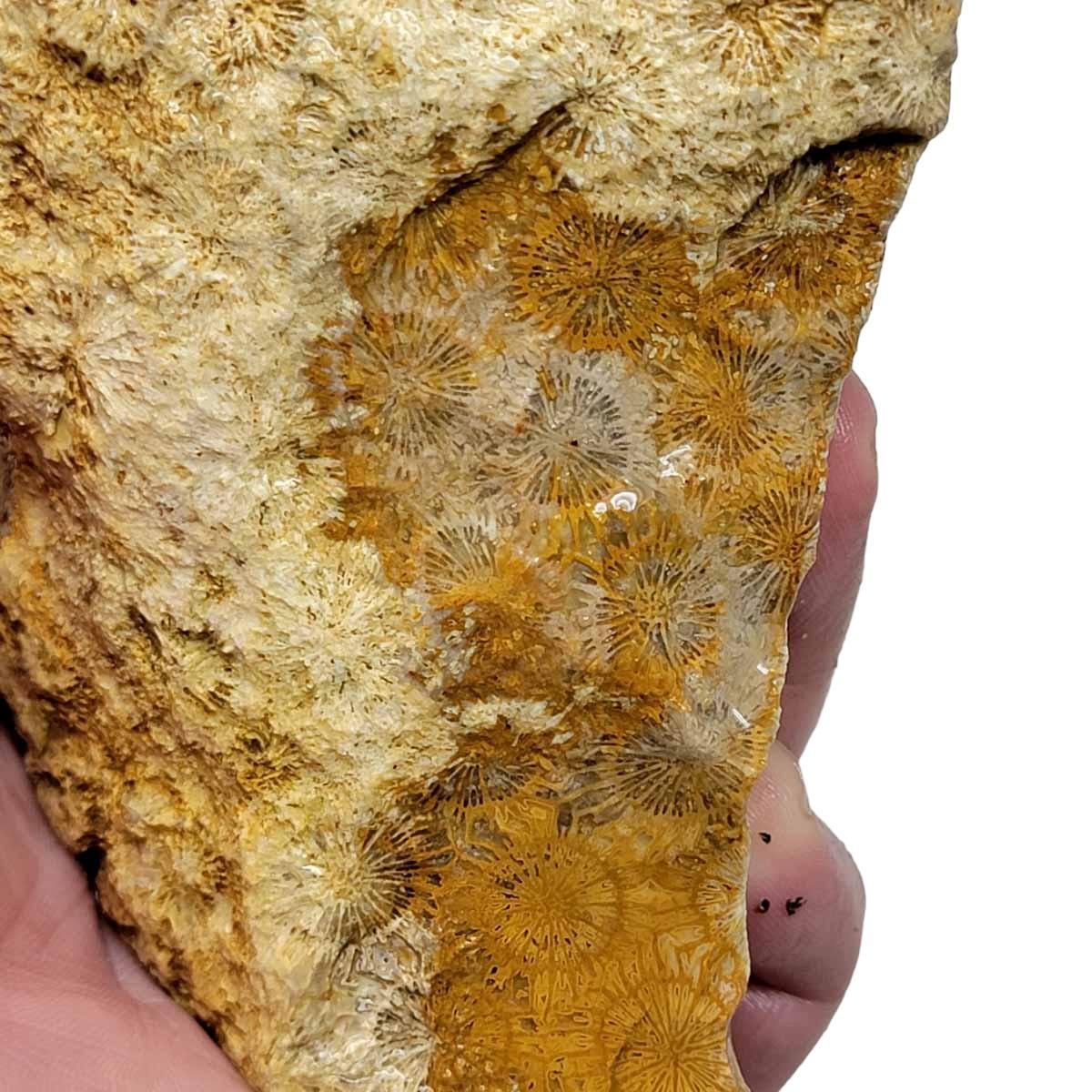 Indonesian Fossil Coral Rough Chunk – Starburst Flower Patterns #R235-Photo1