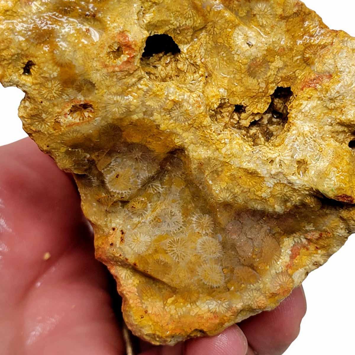 Indonesian Fossil Coral Rough Chunk – Starburst Flowers! #R246-Photo1