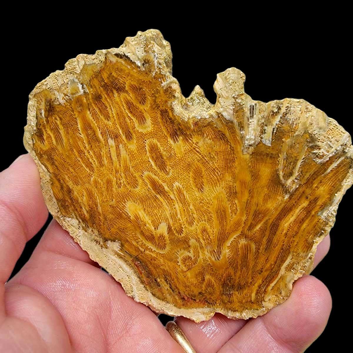 Indonesian Fossil Coral Slab! Lapidary Stone Slab! - LapidaryCentral