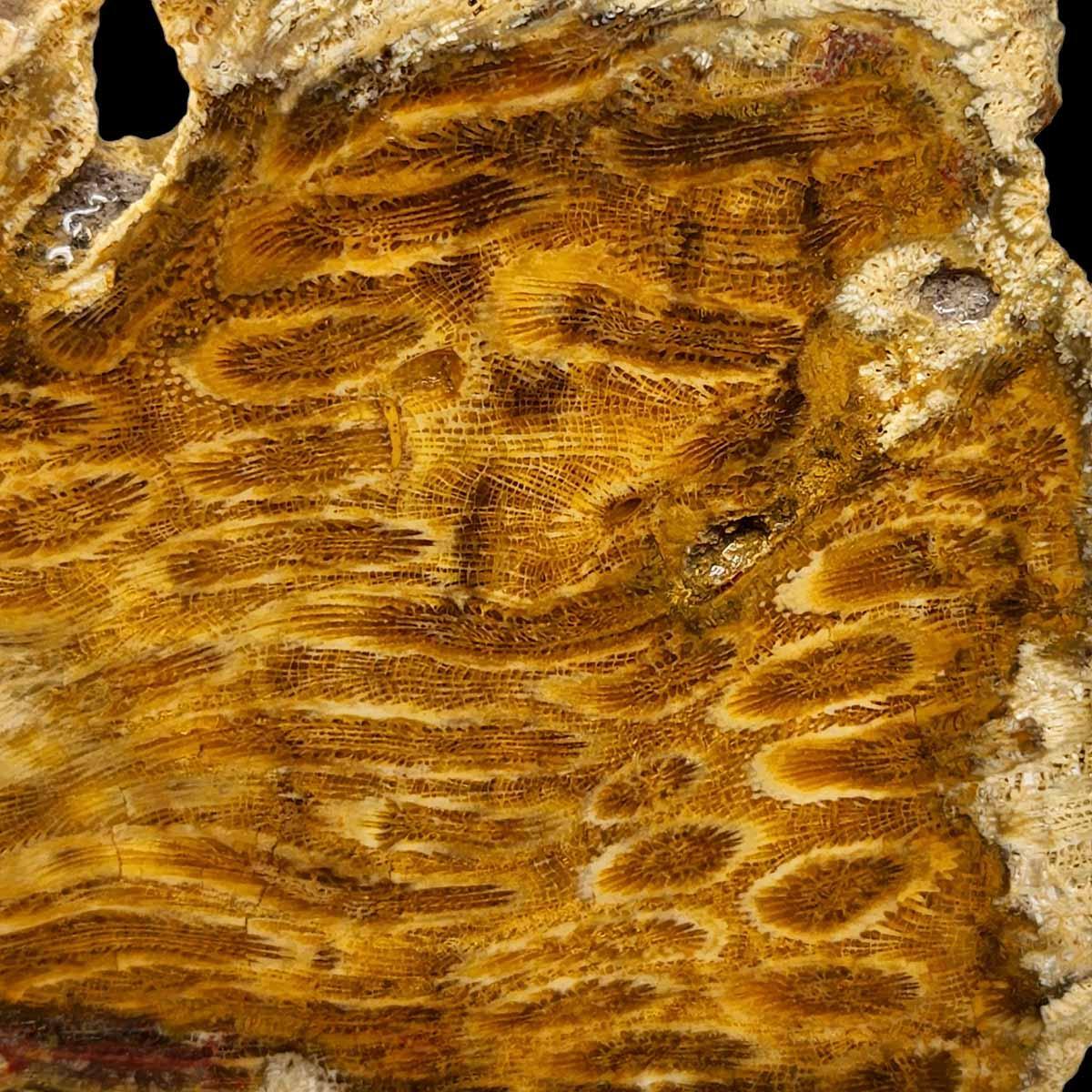 Indonesian Fossil Coral Slab – White Starburst Flowers Pattern! #2423-Photo1