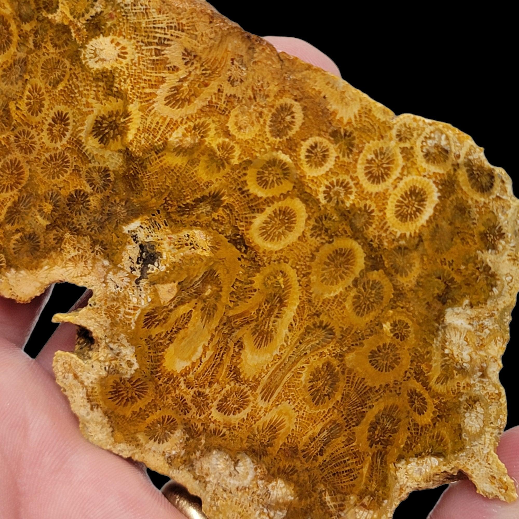 Indonesian Fossil Coral Slab! Lapidary Stone Slab! - LapidaryCentral