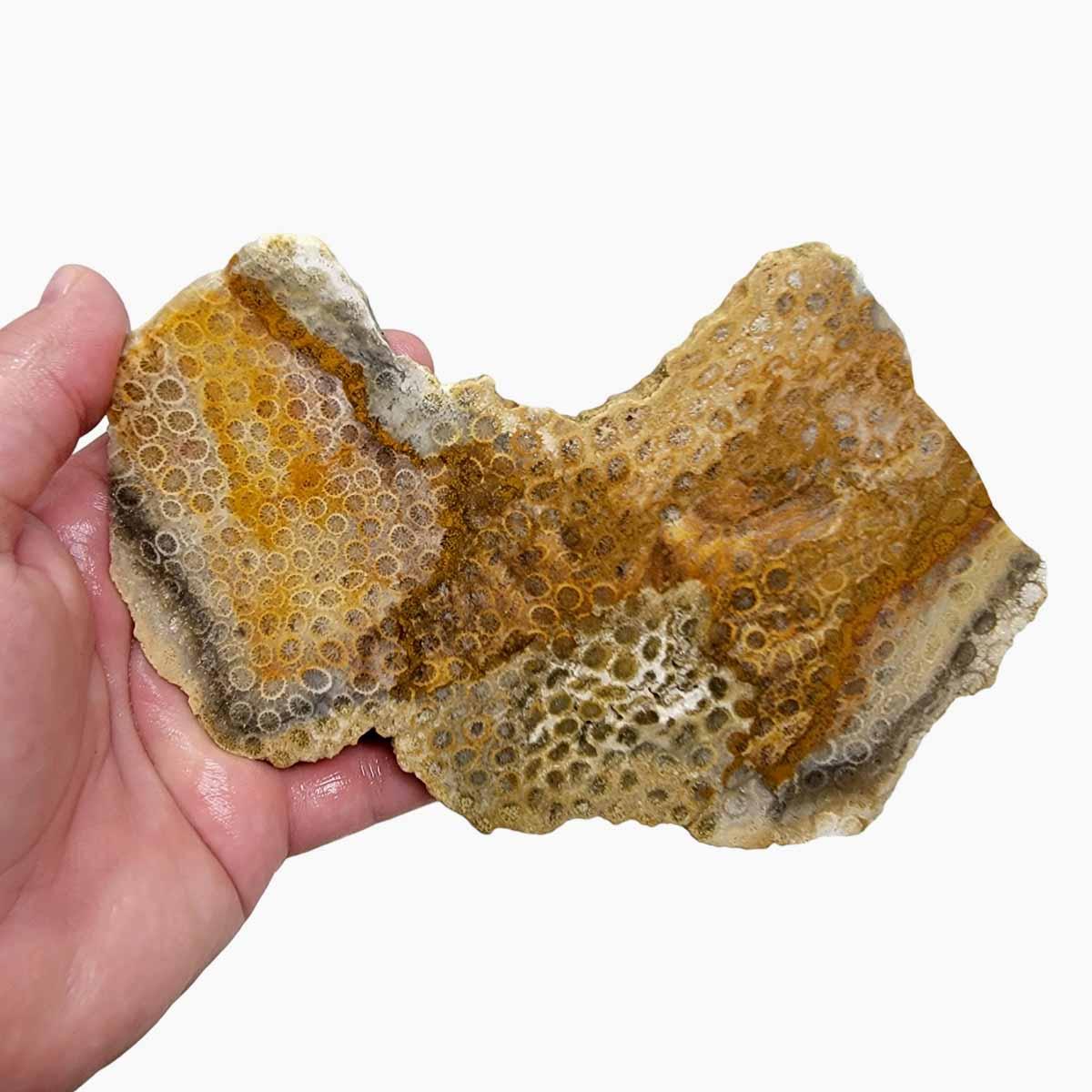 Indonesian Fossil Coral Slab – Starburst Flowers White Butterscotch! #2986-Photo1