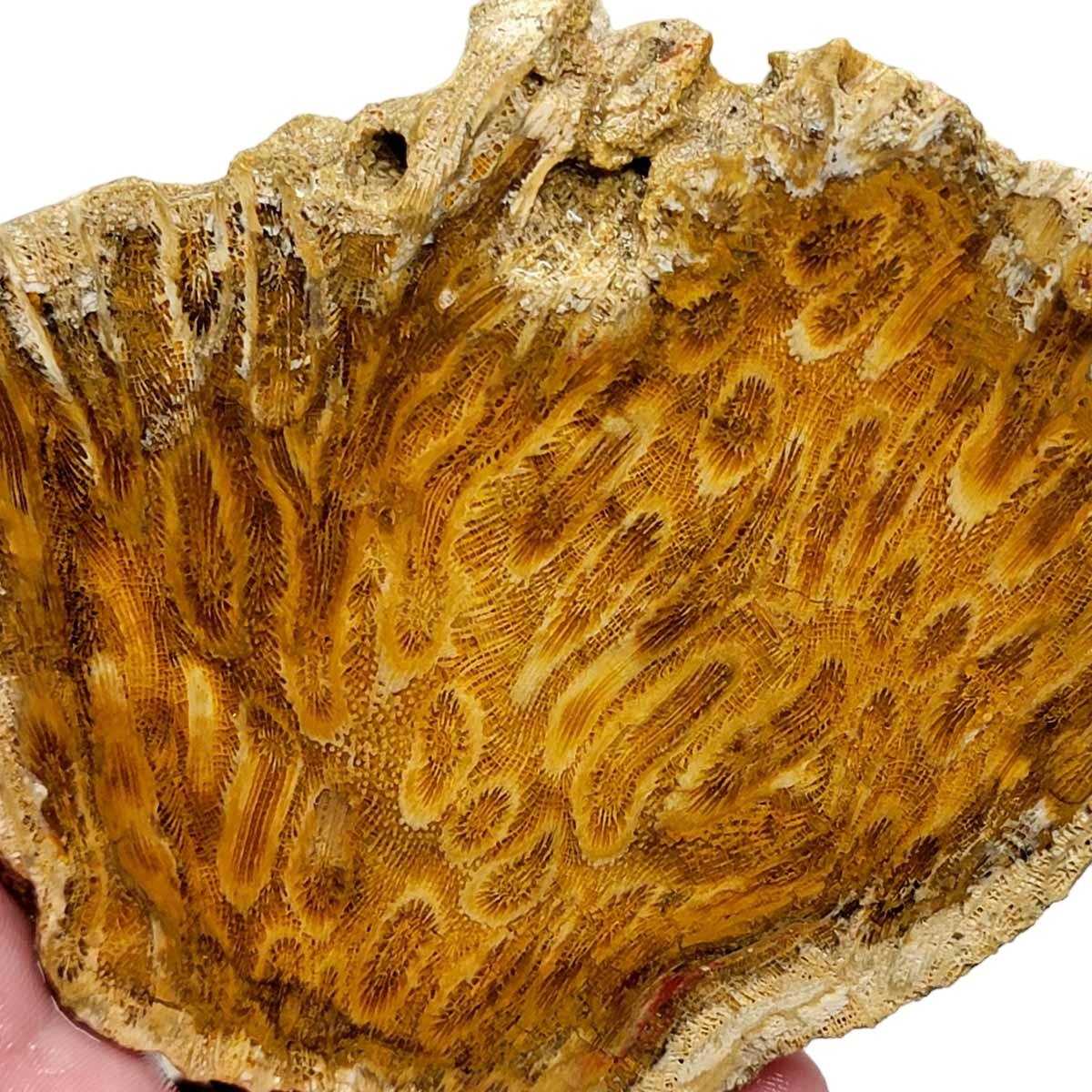 Indonesian Fossil Coral Slab – Starburst Flowers Butterscotch White! #2953-Photo1