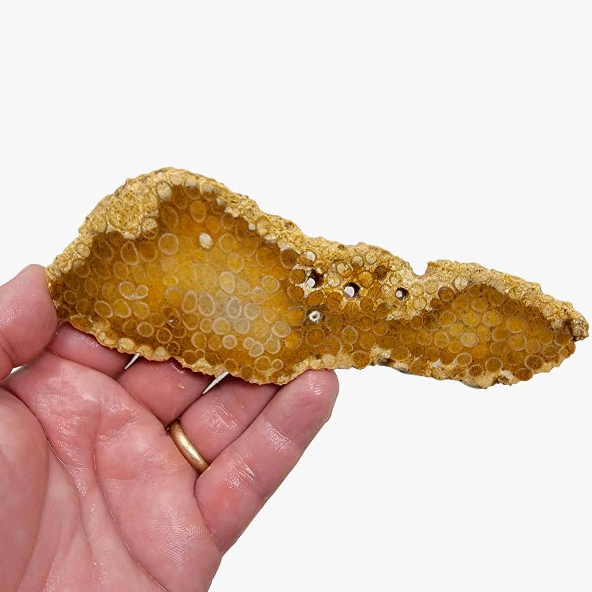 Indonesian Fossil Coral Slab - Starburst Flowers Butterscotch White! #3005-Photo1