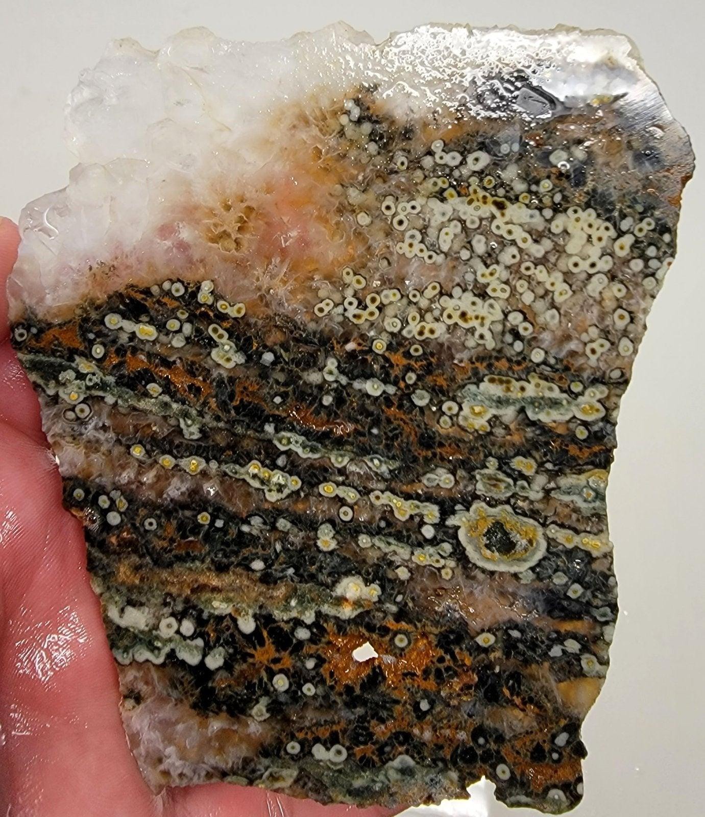 Orbicular Ocean Jasper Slab! Lapidary Stone Slab! - LapidaryCentral
