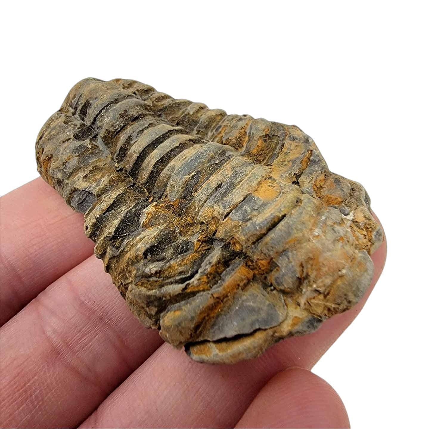 Calymene Trilobite Fossil - 460 Million Year Old Ordovician #Trilobite-1-Photo#