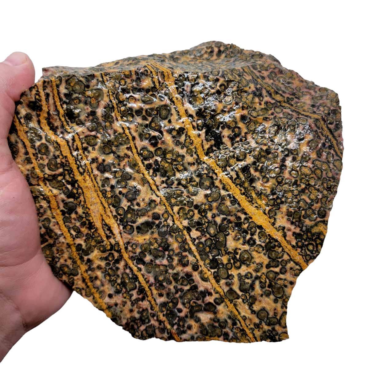 Leopard Skin Rhyolite Rough Chunk! - LapidaryCentral