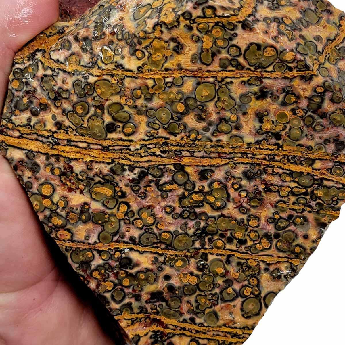 Leopard Skin Rhyolite Rough Chunk! - LapidaryCentral