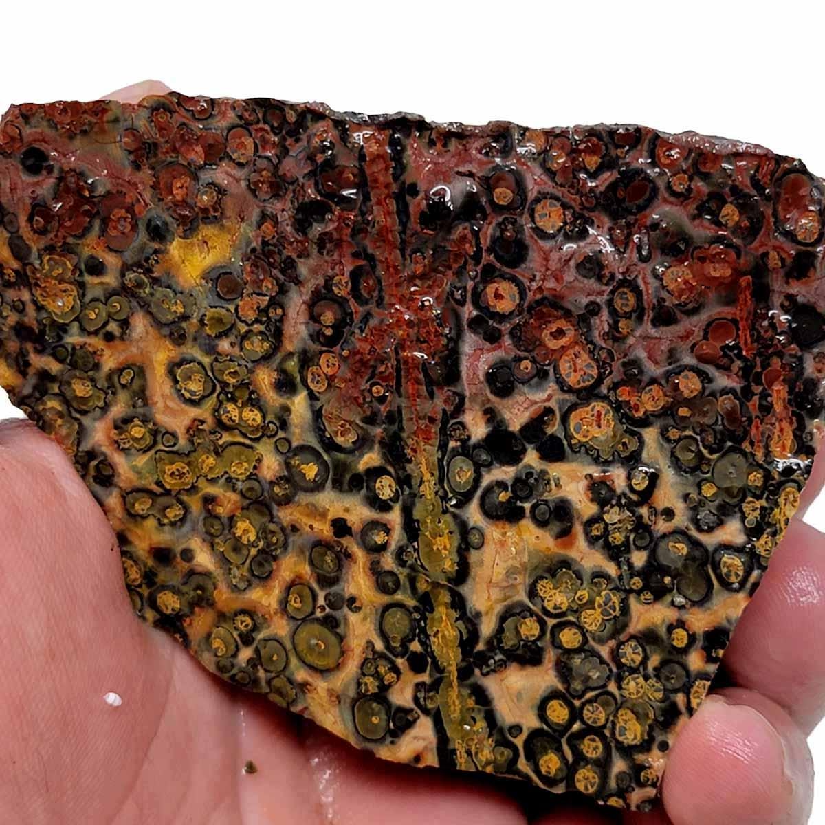 Leopard Skin Rhyolite Rough Chunk! - LapidaryCentral