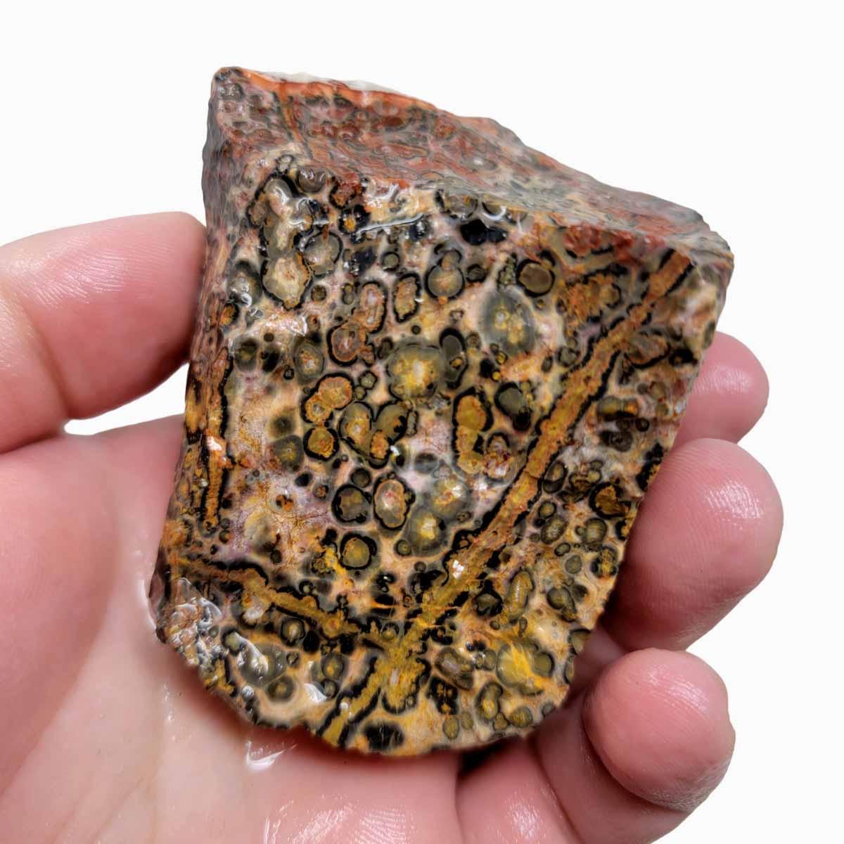Leopard Skin Rhyolite Rough Chunk! - LapidaryCentral