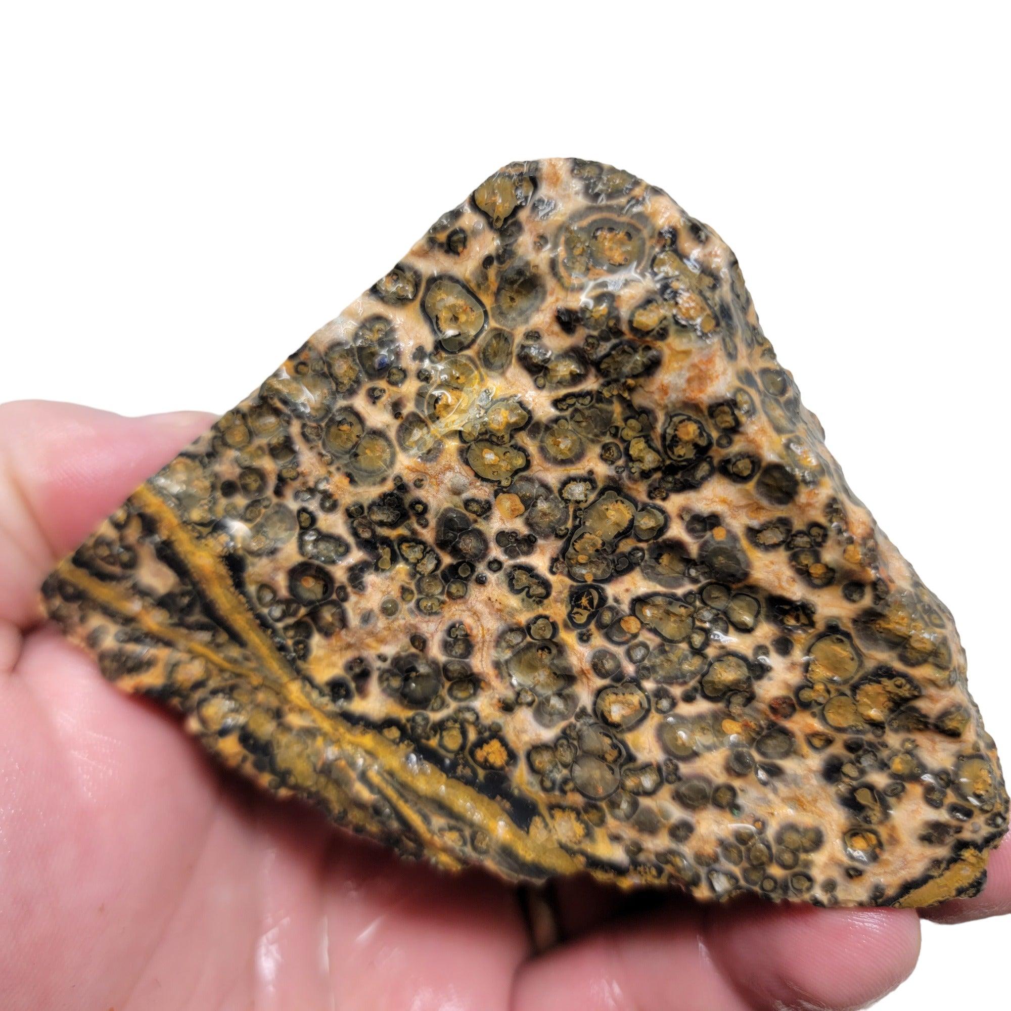Leopard Skin Rhyolite Rough Chunk! - LapidaryCentral