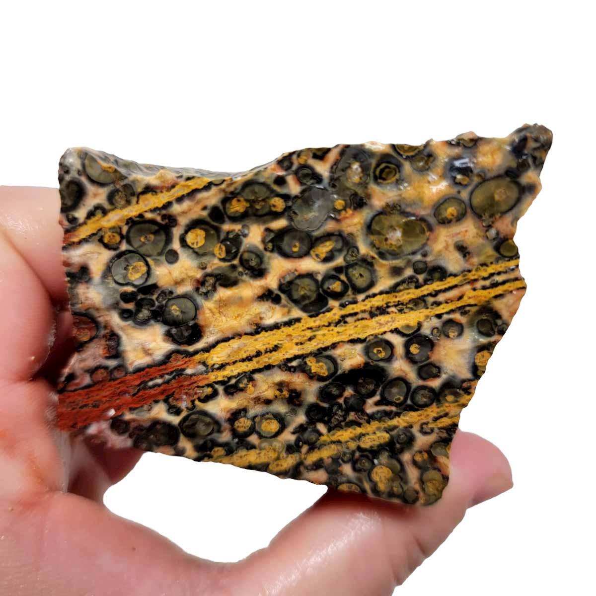 Leopard Skin Rhyolite Rough Chunk! - LapidaryCentral