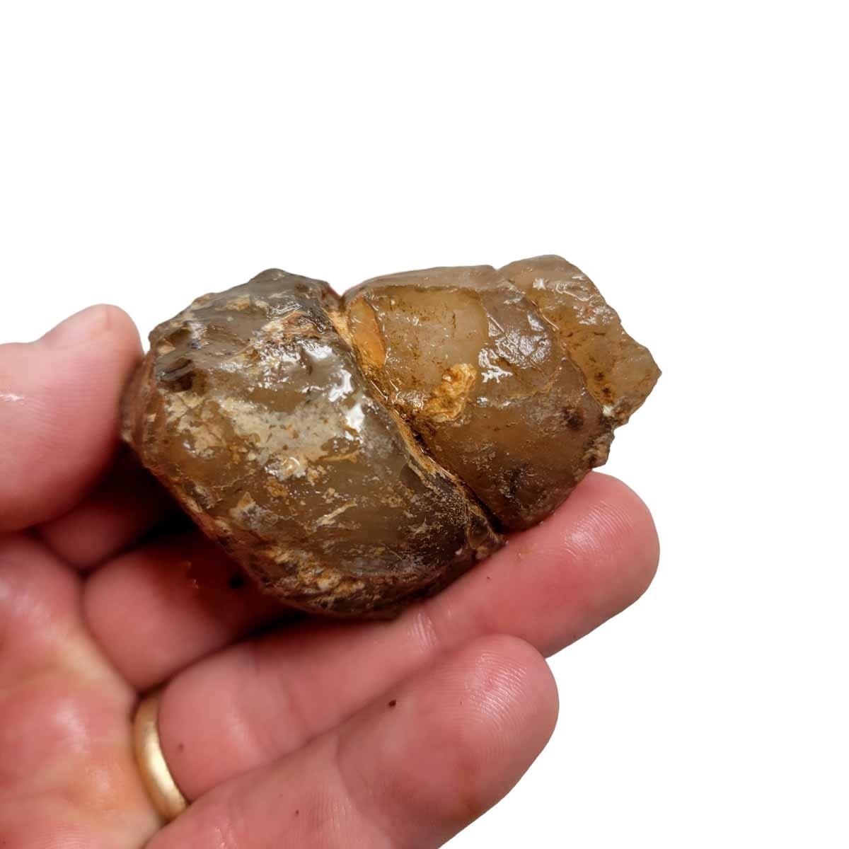 Moroccan Agatized Turritella Rough Chunk - Silica Replaced Fossil #R296-Photo1