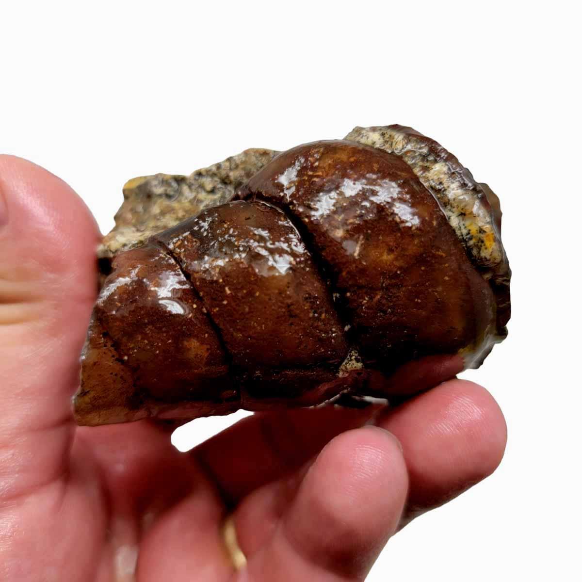 Moroccan Agatized Turritella Rough Chunk - Preserved Fossil Shell! #R074-Photo1