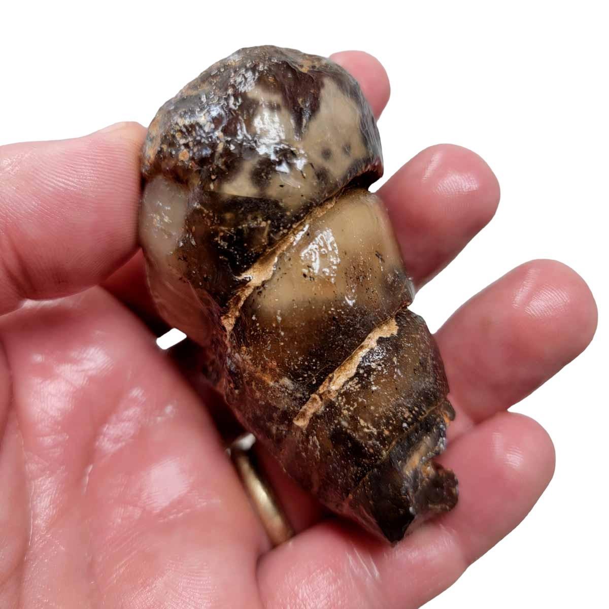 Moroccan Agatized Turritella Rough Chunk – Silica Replaced Fossil! #R300-Photo1