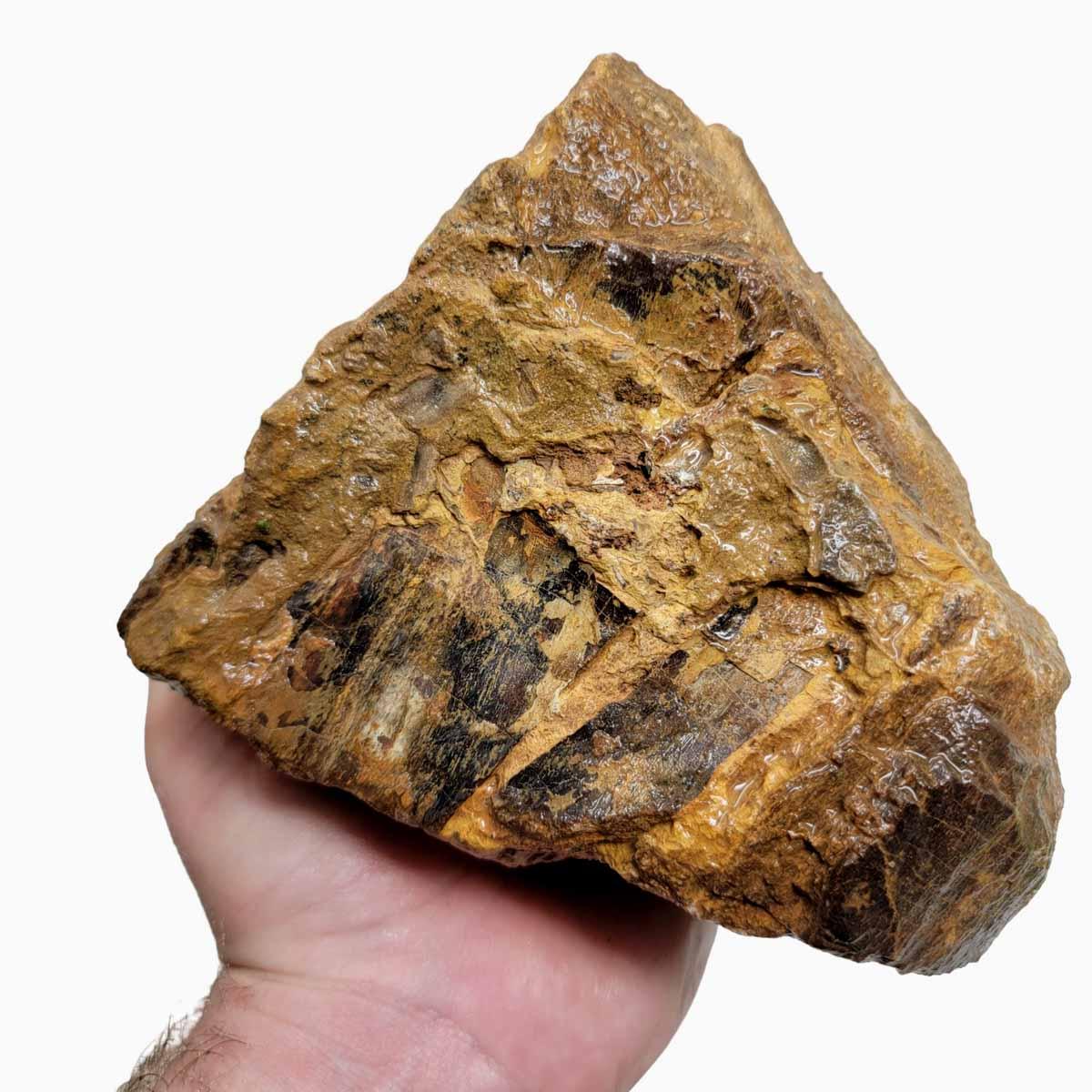Moroccan Fossilized Dinosaur Bone Rough Chunk Display Specimen #R369-Photo1