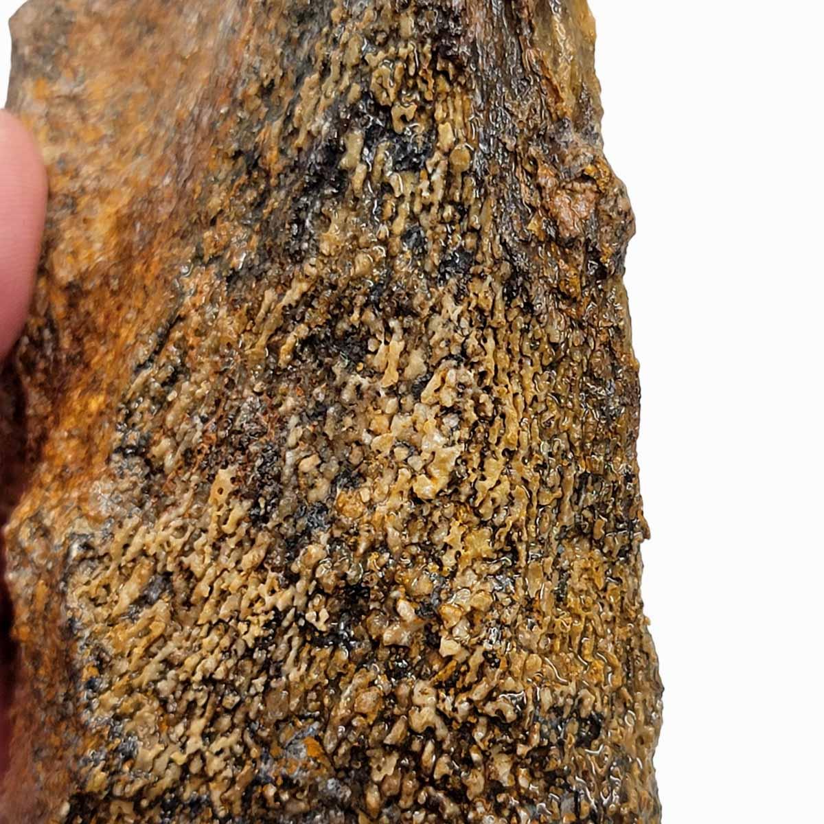 Moroccan Fossilized Dinosaur Bone Rough Chunk Display Specimen #R371-Photo1