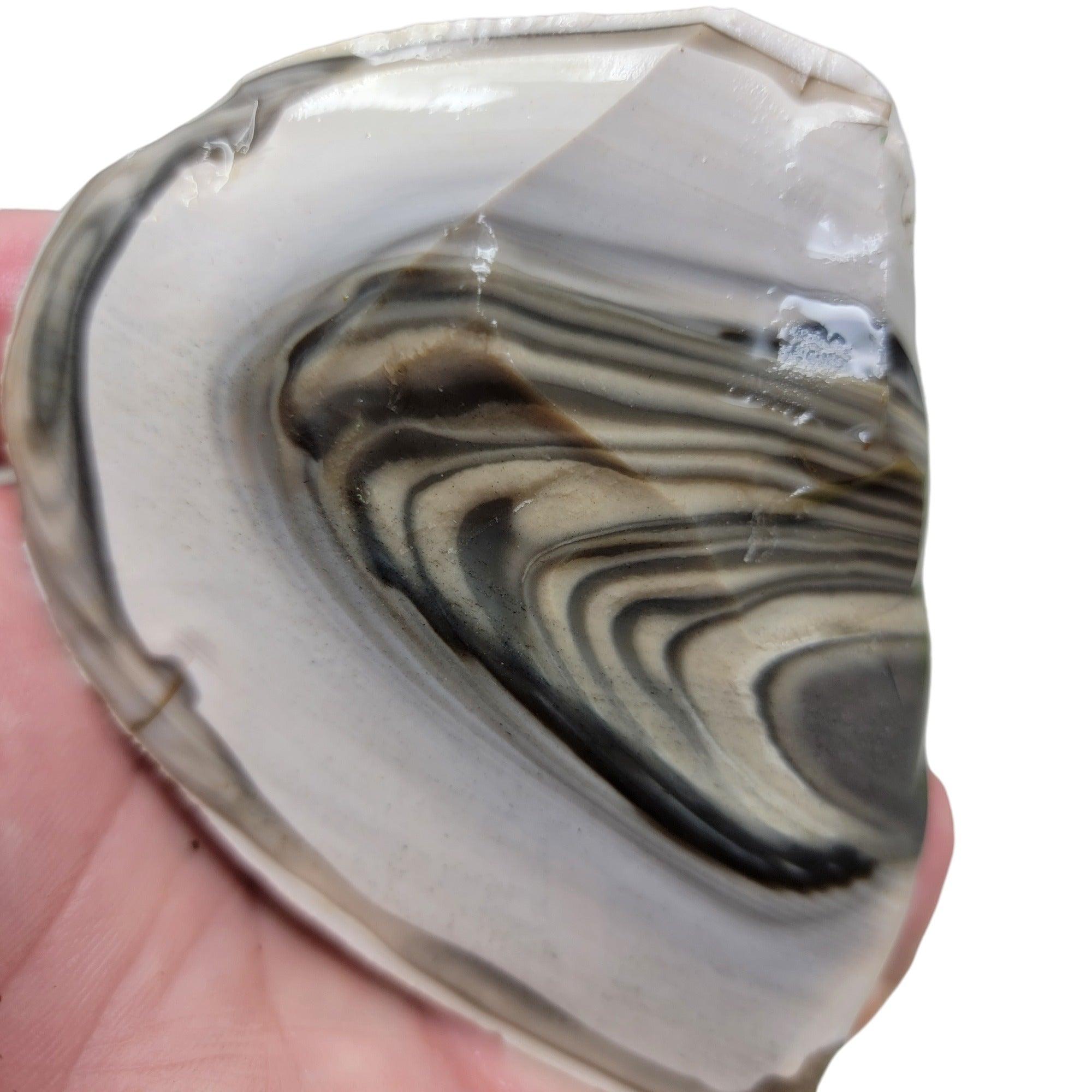 RARE Polish Flint Orbicular Rough Chunk! - Lapidary Central