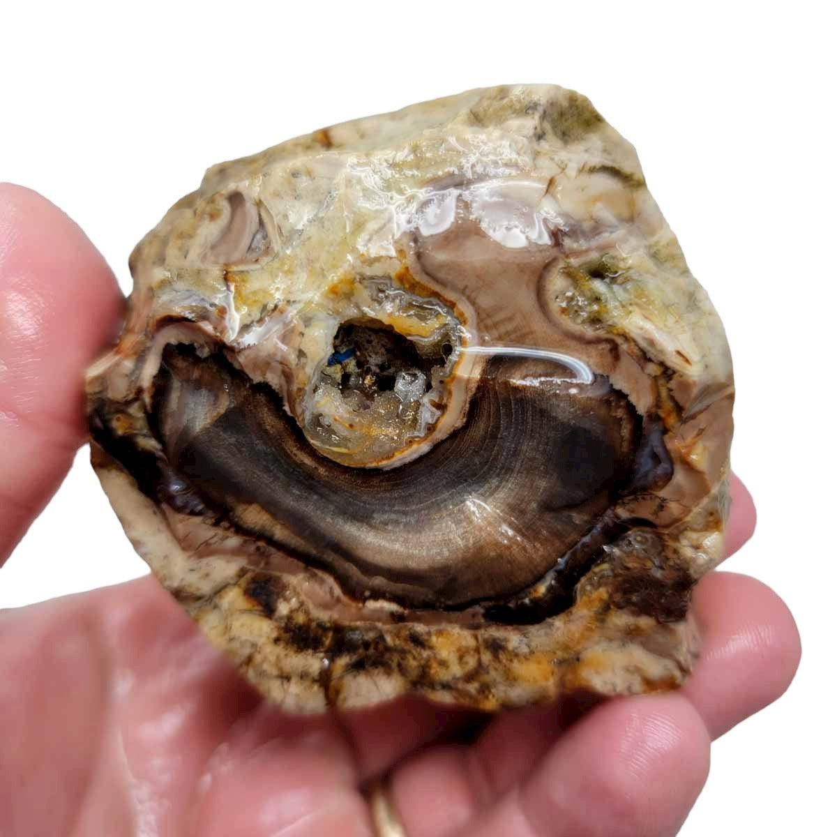 Oregon-Washington Petrified Wood Rough Chunk! - LapidaryCentral